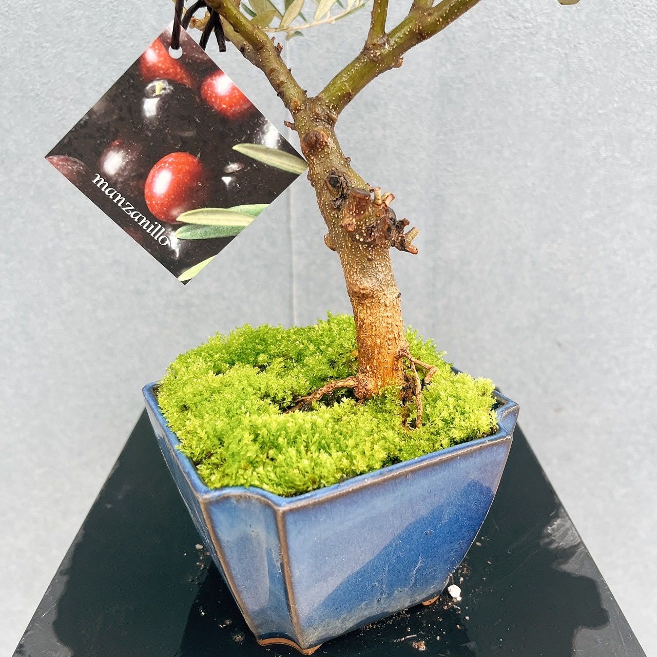 現品］創樹 オリーブ マンザニロ 盆栽仕立て ベランダ SOUJU 玄関 屋外