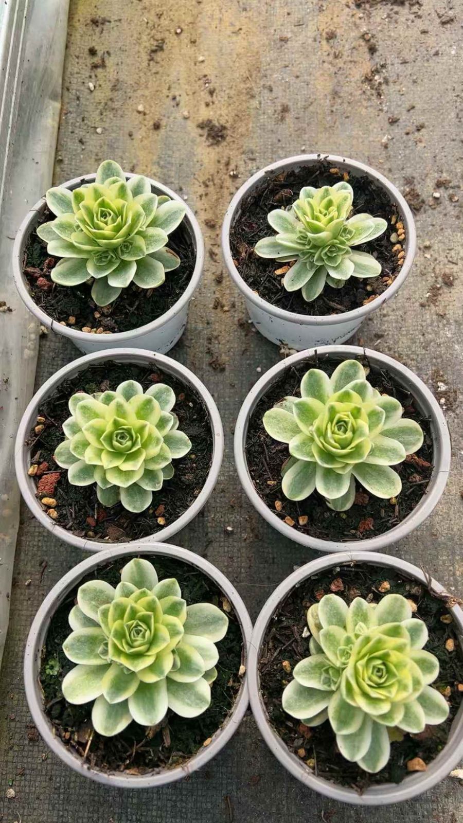 Top【選抜株】多肉植物　264316カシオ　12個　鉢無し/脱土 新規オープン記念 カシオ×10株 多肉植物 エケベリア セダム
