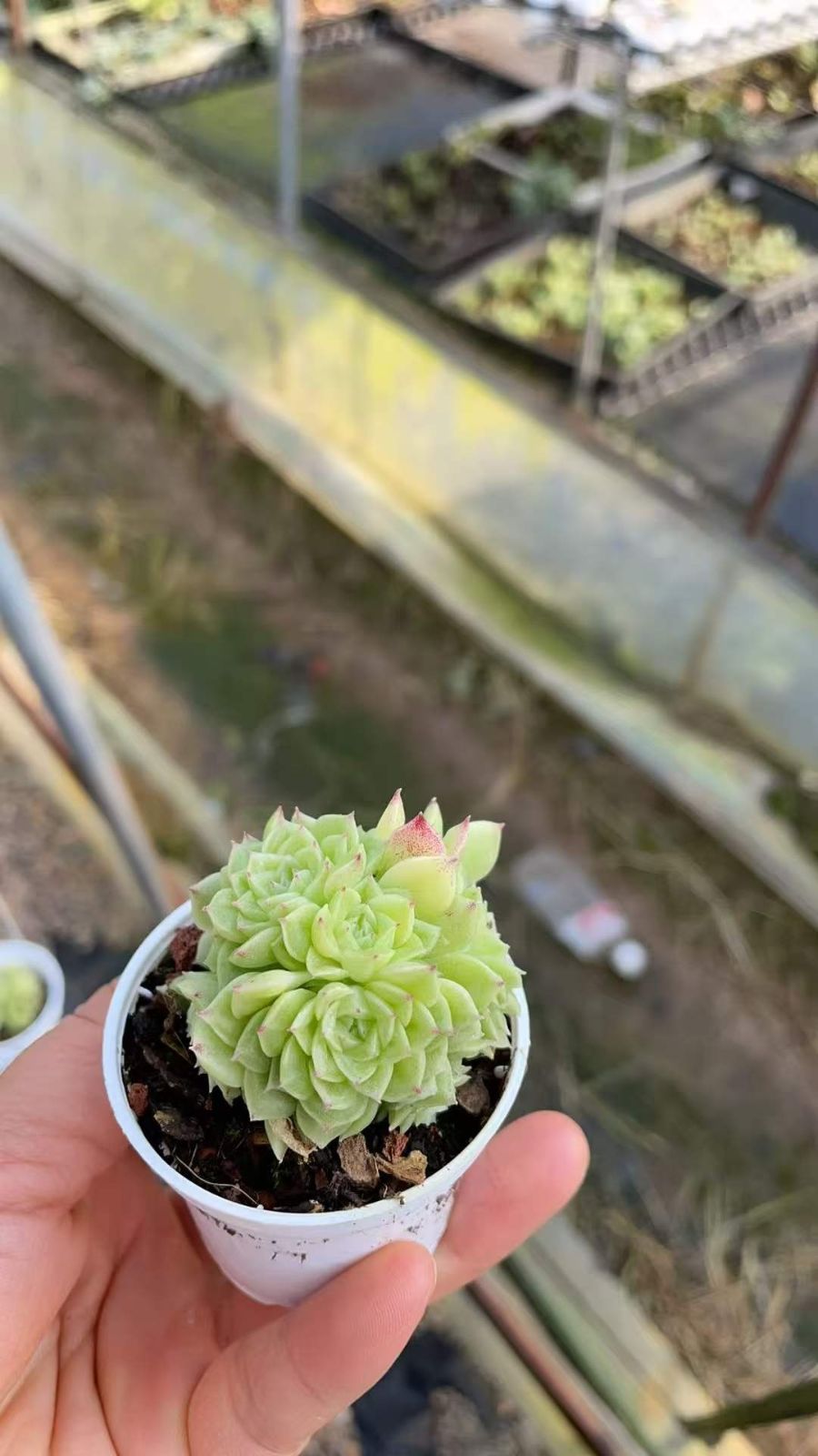 24株×ココロノツキ 多肉植物 エケベリア セダム アエオニウム