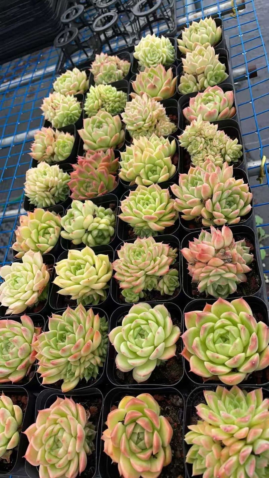 97.多肉植物 ボラピル 1450円【抜き苗】 m53683808353_1.jpg?1750904254