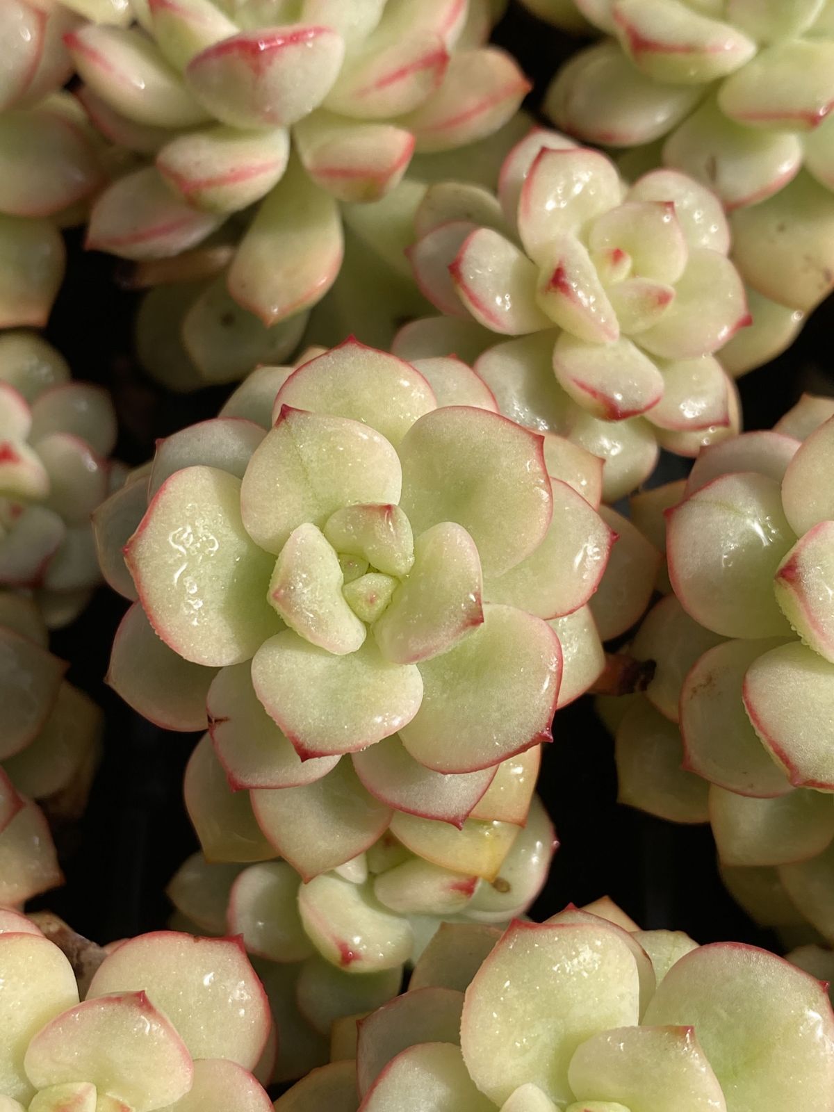 Top【選抜株】多肉植物　360529マケベニア錦　25個　鉢無し/脱土 新入荷 虹の玉錦×72苗 多肉植物 土根付き エケベリア セダム 韓国苗