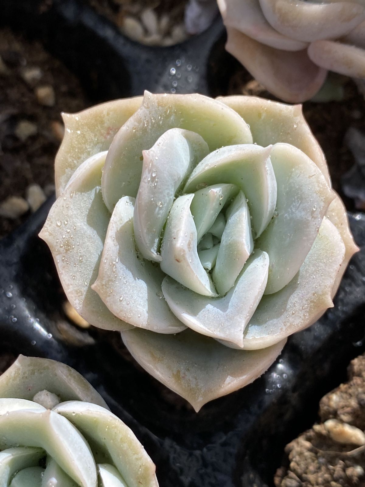 新規オープン記念 ドリームローズ×50株 多肉植物 エケベリア セダム