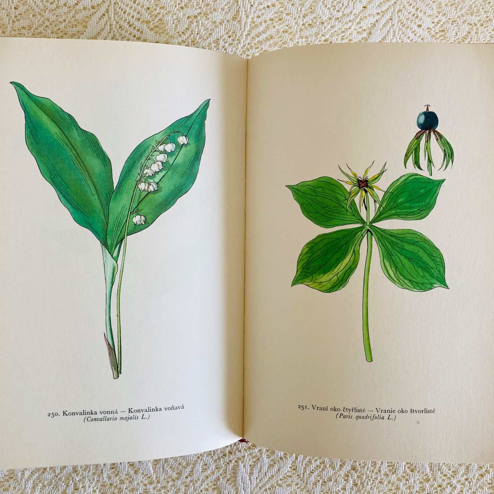 美しいチェコの植物図鑑 カレル・スヴォリンスキーの植物画273点収録