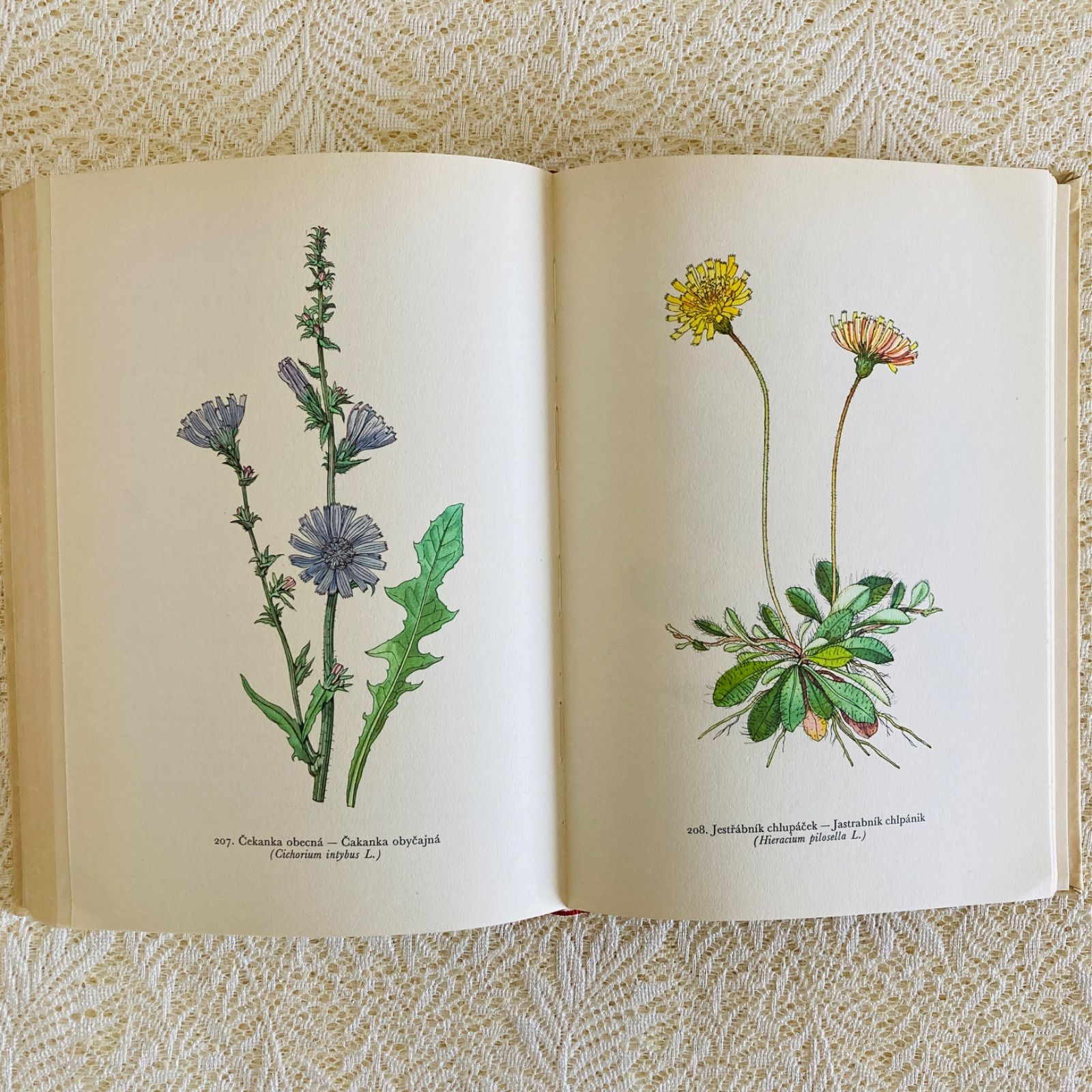 美しいチェコの植物図鑑 カレル・スヴォリンスキーの植物画273点収録