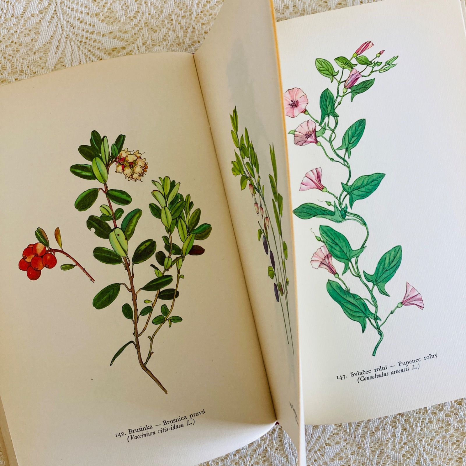 美しいチェコの植物図鑑 カレル・スヴォリンスキーの植物画273点収録