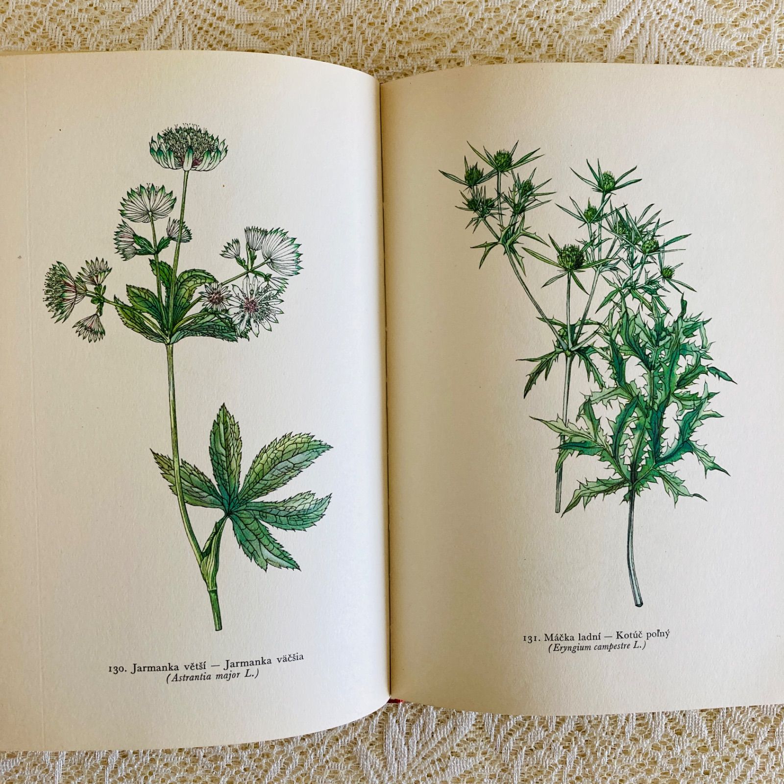 美しいチェコの植物図鑑 カレル・スヴォリンスキーの植物画273点収録
