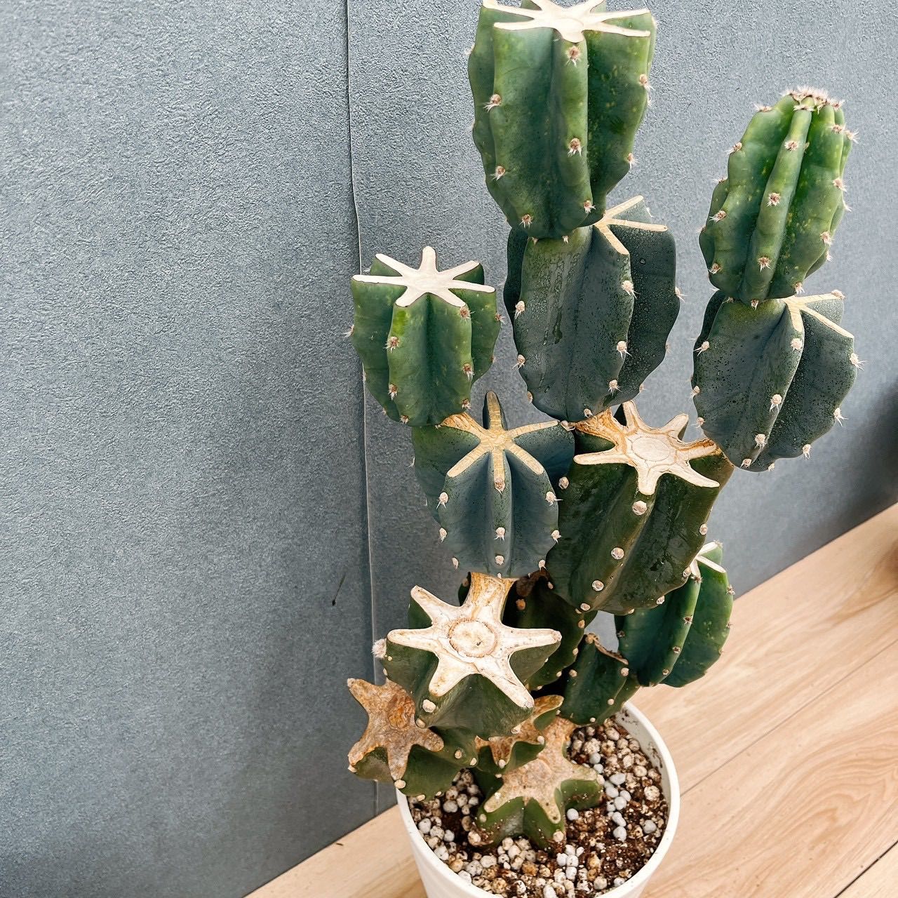 現品］☆おすすめ☆ N2 柱サボテン 鬼面角 ブランチ 7号 観葉植物 室内