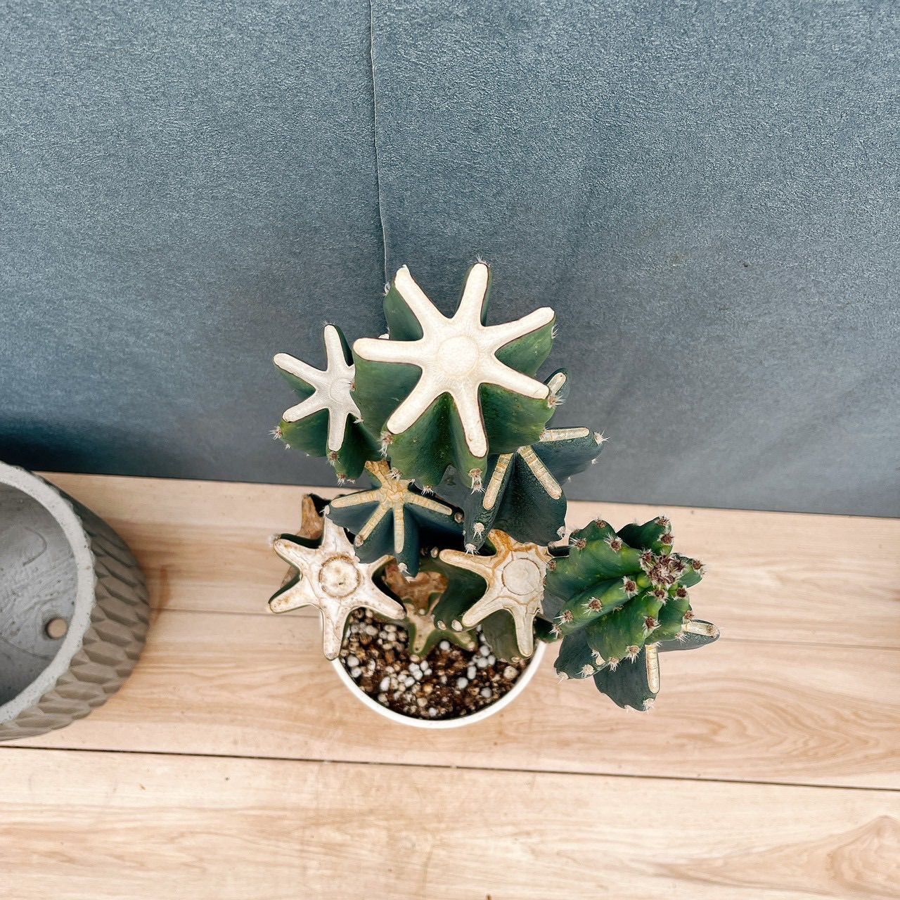 現品］☆おすすめ☆ N2 柱サボテン 鬼面角 ブランチ 7号 観葉植物 室内
