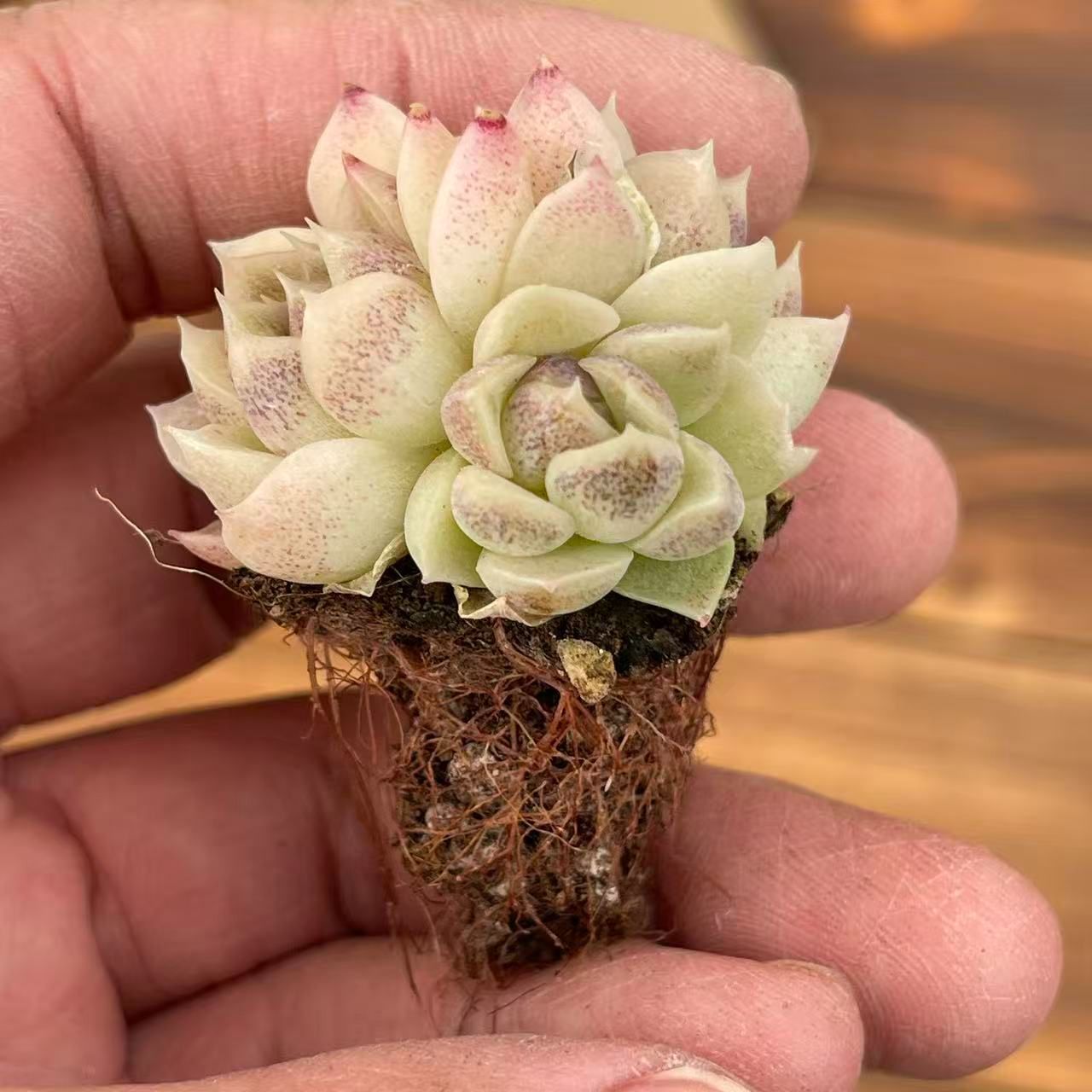 新入荷ムラサキクリスタルザツ×16苗 XY380土付き 多肉植物 詰め合わせ