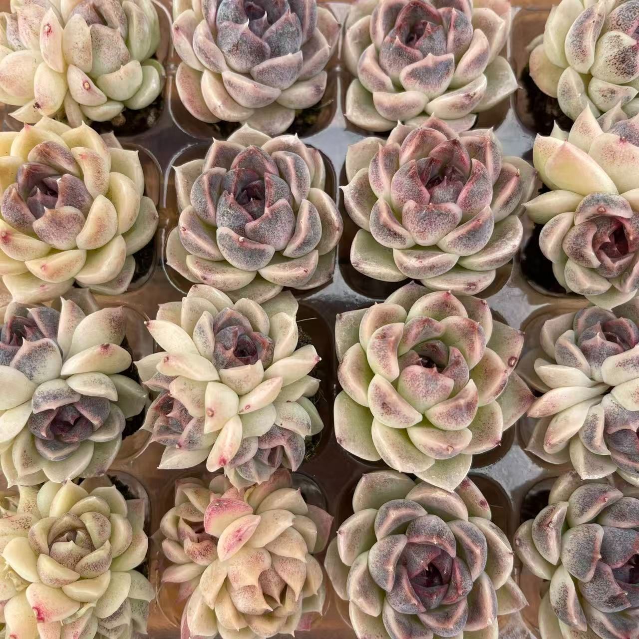 多肉植物^o^  ムラサキ　小苗 新入荷ムラサキクリスタルザツ×16苗 XY380土付き 多肉植物 詰め合わせ