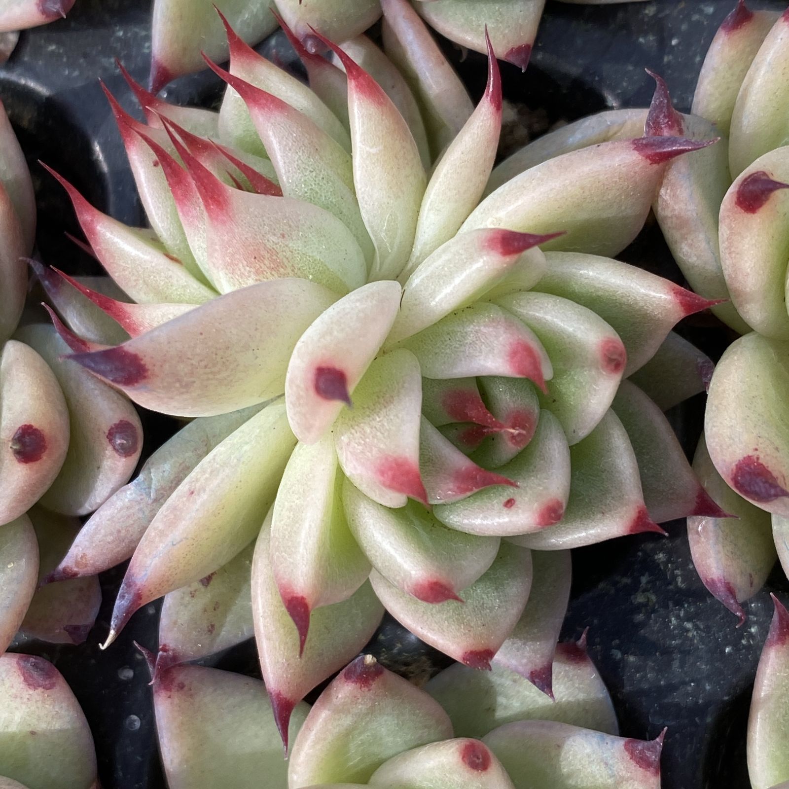○多肉植物 AB1077トスカーナ50苗多肉植物 エケベリア サボテン 観葉
