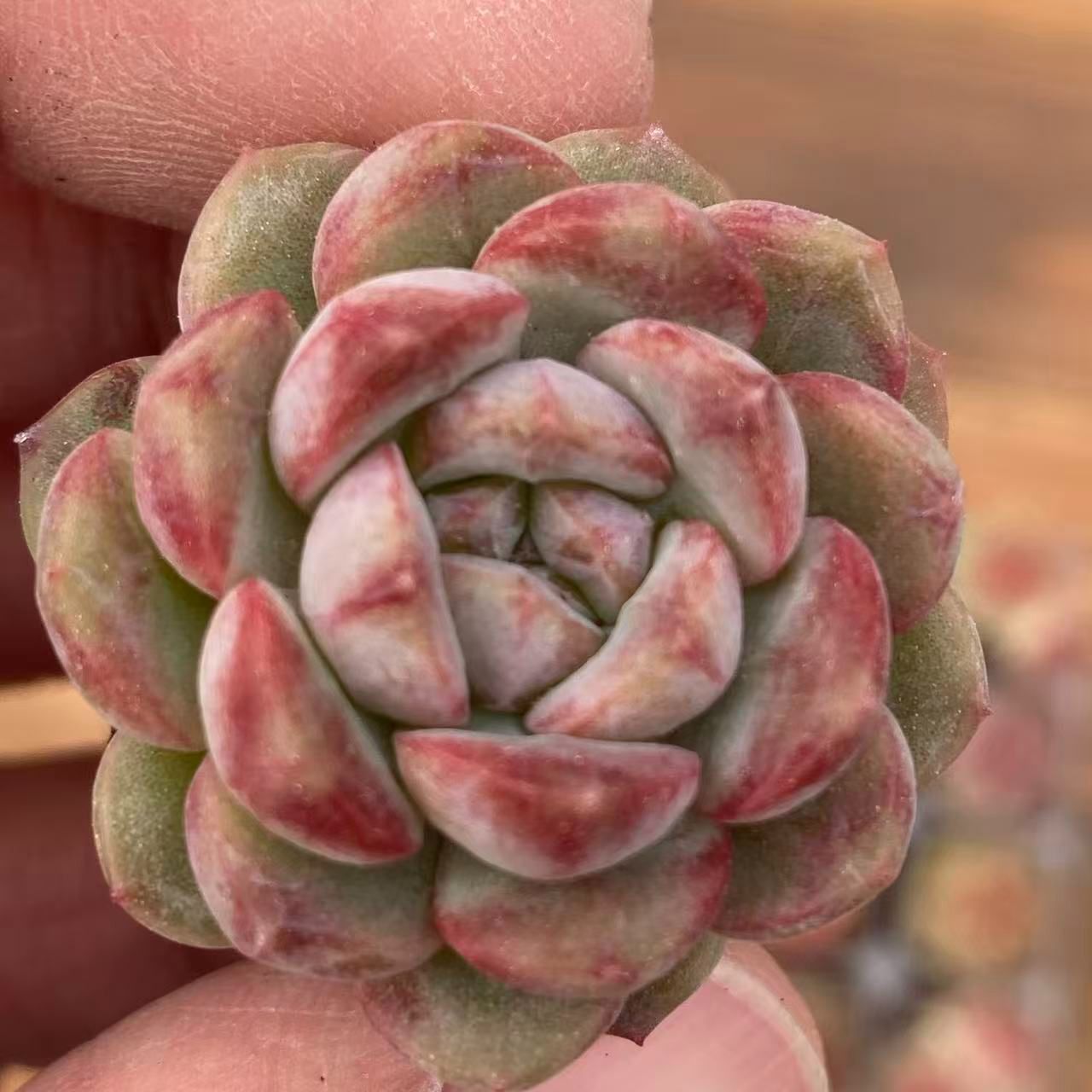 新規オープン記念 ピンクジェニー石化×18株 多肉植物 エケベリア 