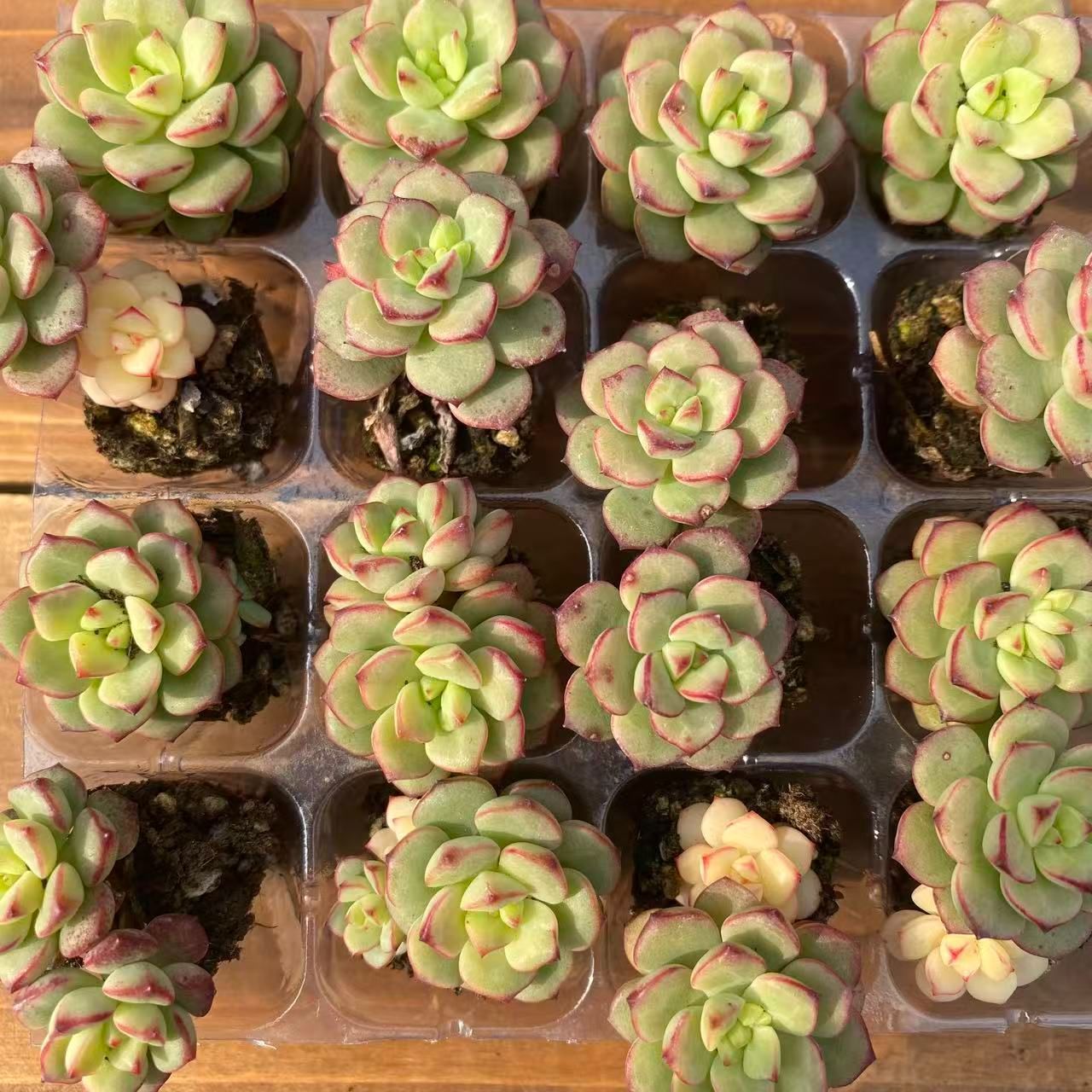 新入荷 コウスイマリリン XJB670×50苗 抜き苗 多肉植物 詰め合わせ