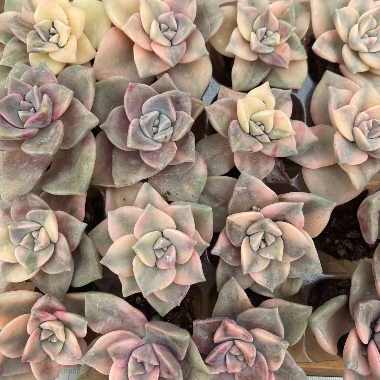 新入荷シラクニシキ×16苗 XY342土付き 多肉植物 詰め合わせ