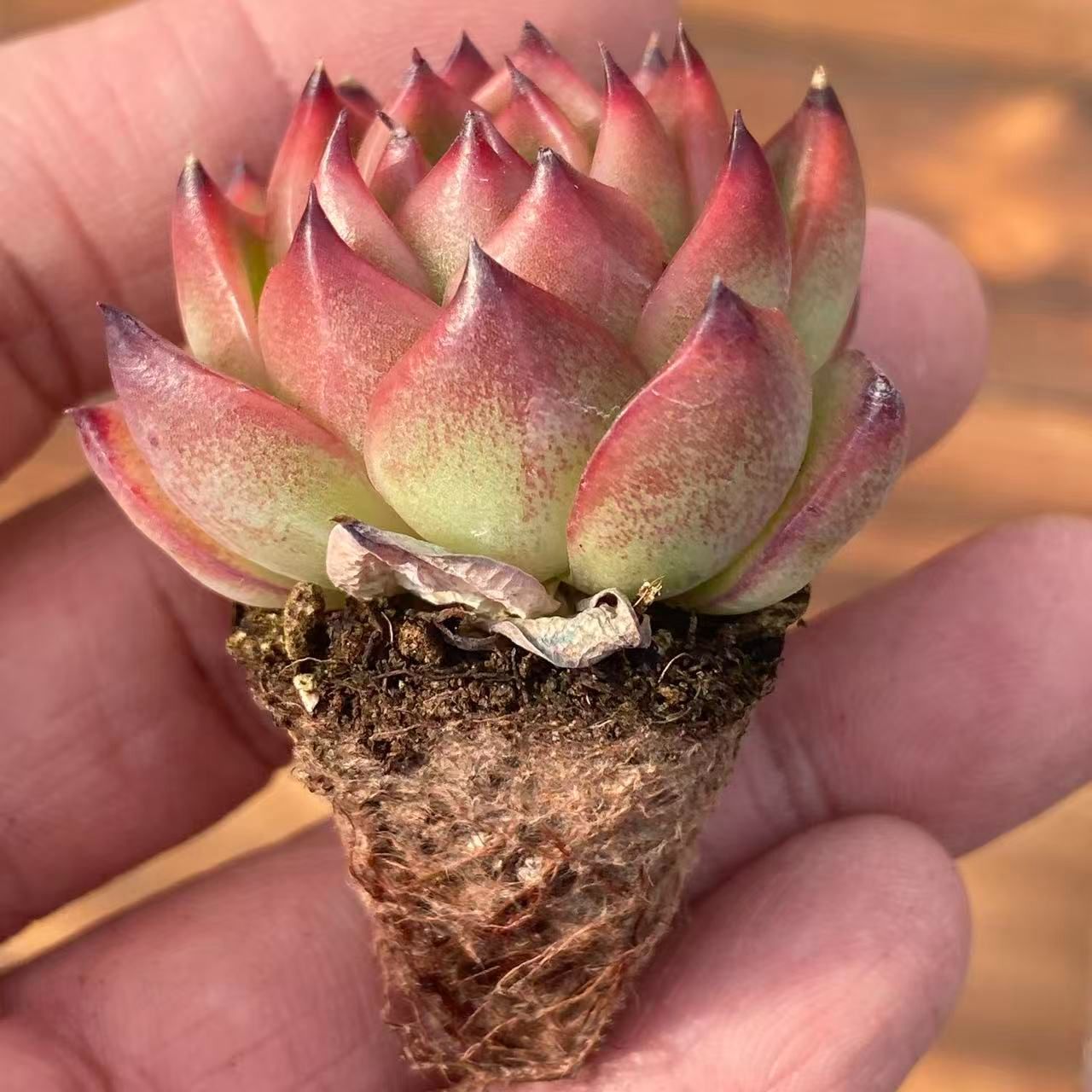 AM1006粉マン60苗多肉植物 エケベリア サボテン 観葉植物 カット苗