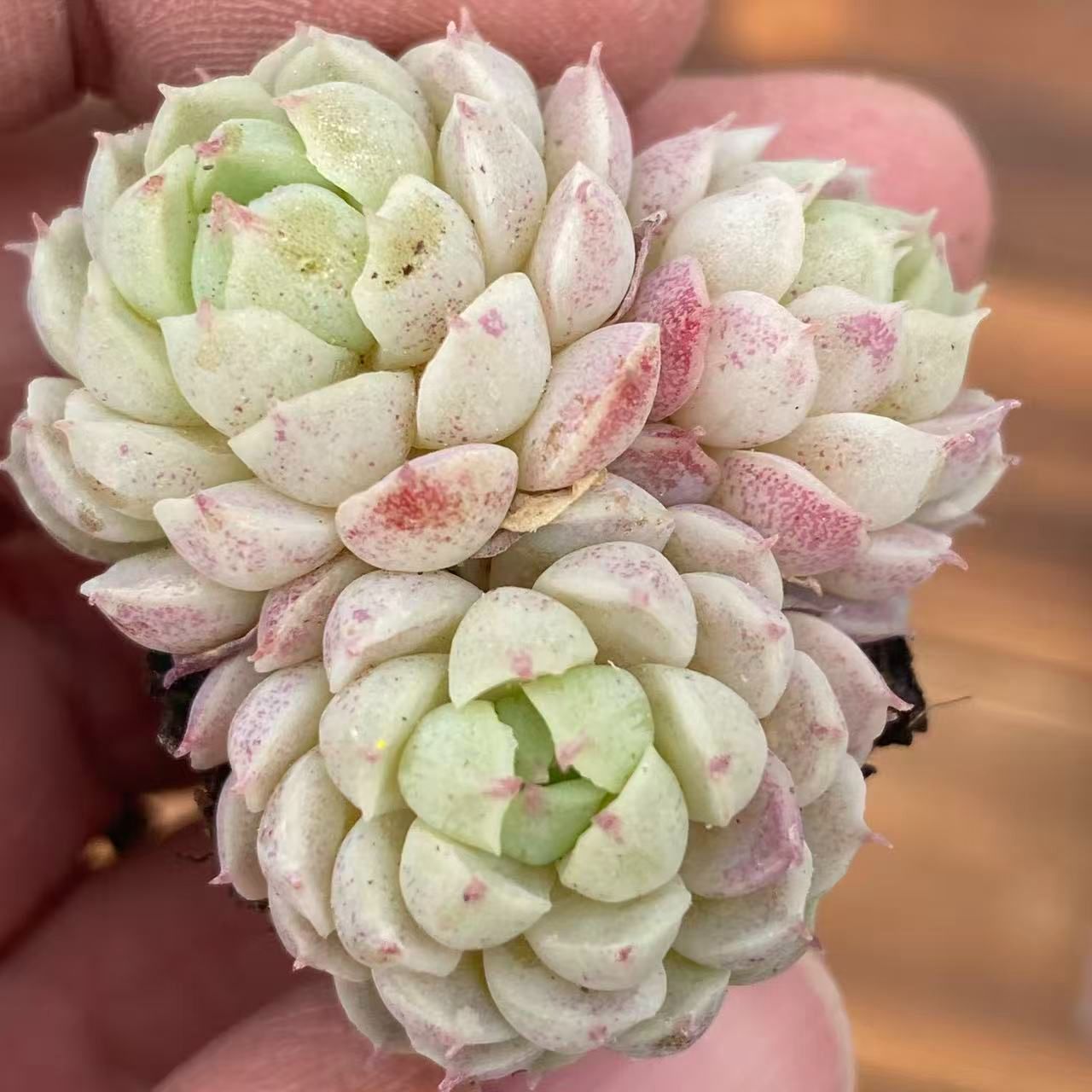 XY328×16苗 ヨウシニシキ 土付き 多肉植物 アエオニウム エケベリア