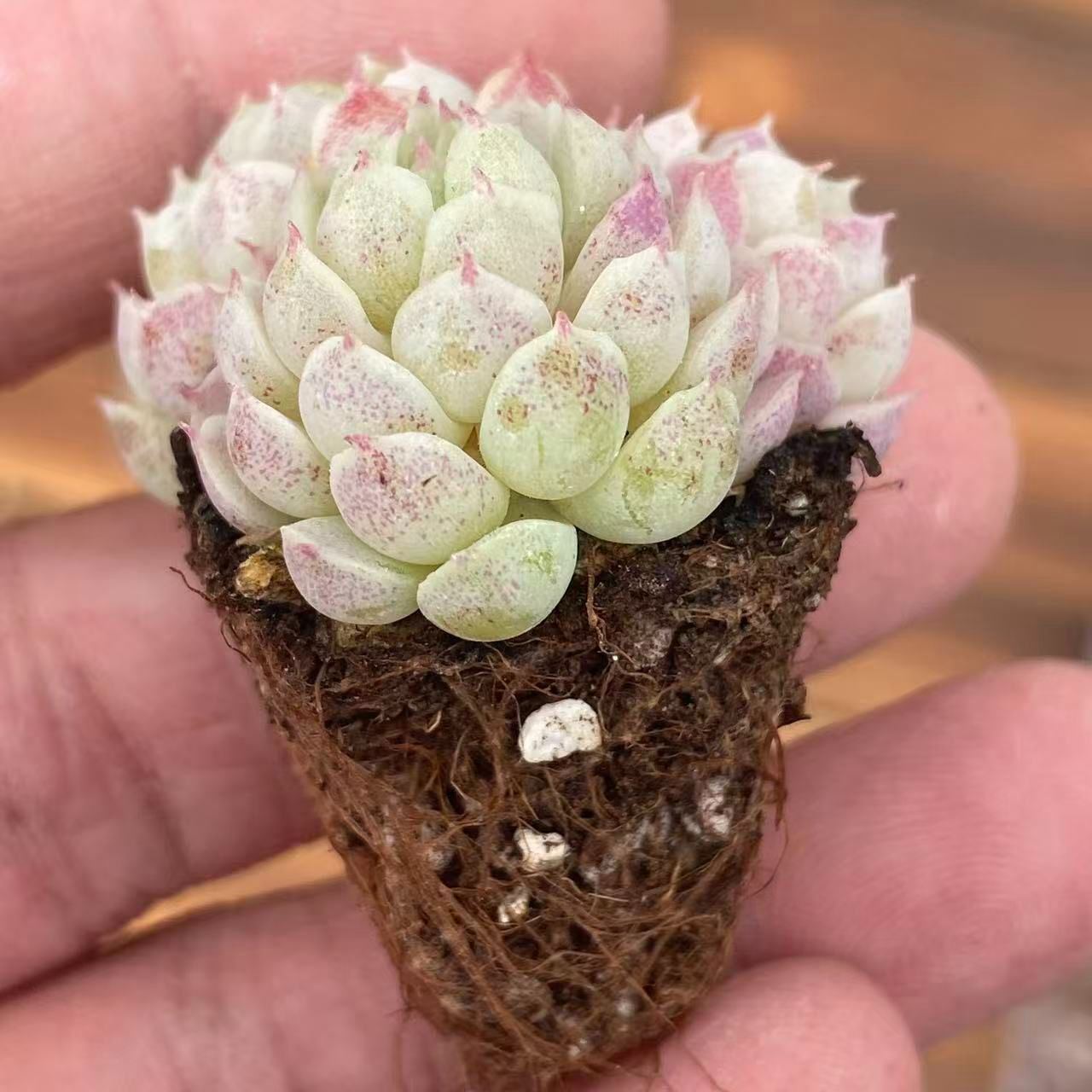 XY328×16苗 ヨウシニシキ 土付き 多肉植物 アエオニウム エケベリア