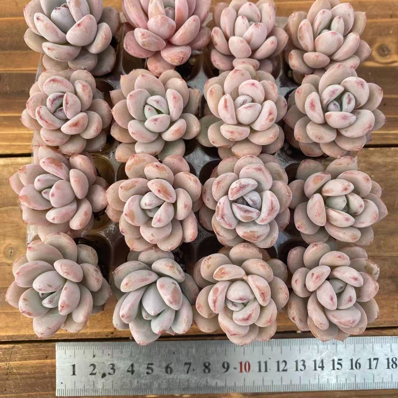 新入荷 シュテイ QS1216×24苗 抜き苗 多肉植物 アエオニウム