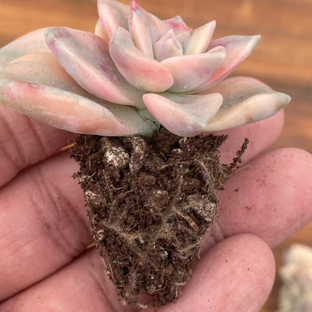 XY342×16苗 シラクニシキ 土付き 多肉植物 アエオニウム エケベリア