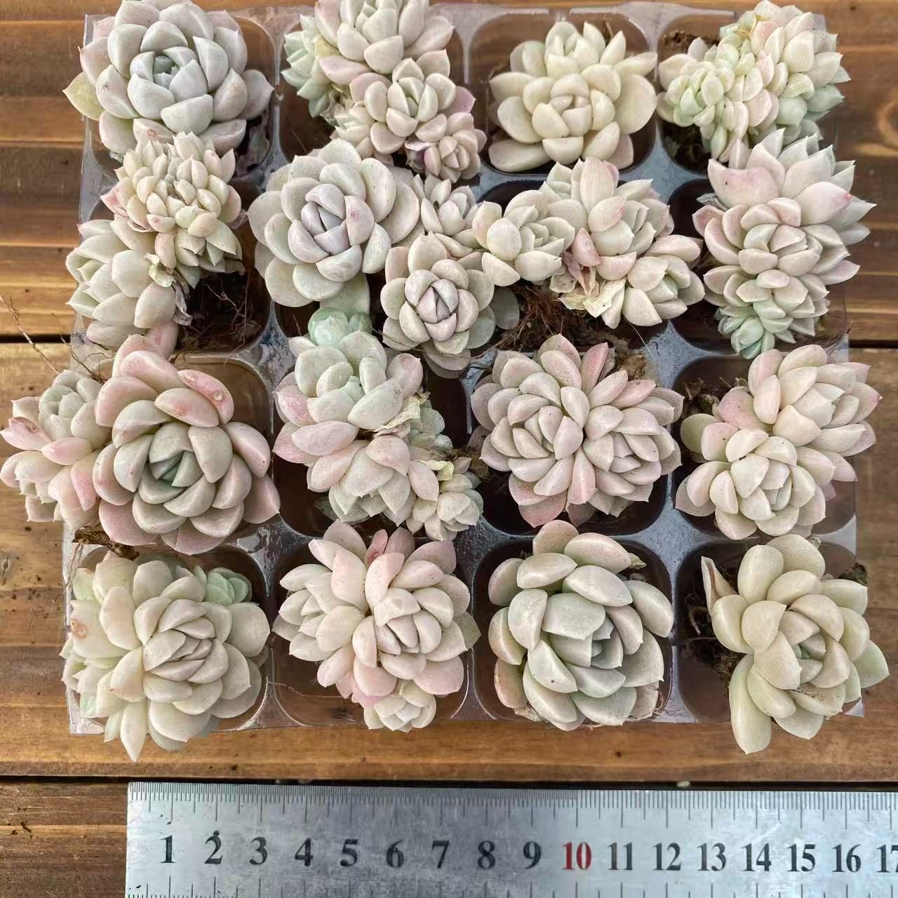 XY319×16苗 ハクゲツエイ 土付き 多肉植物 アエオニウム エケベリア