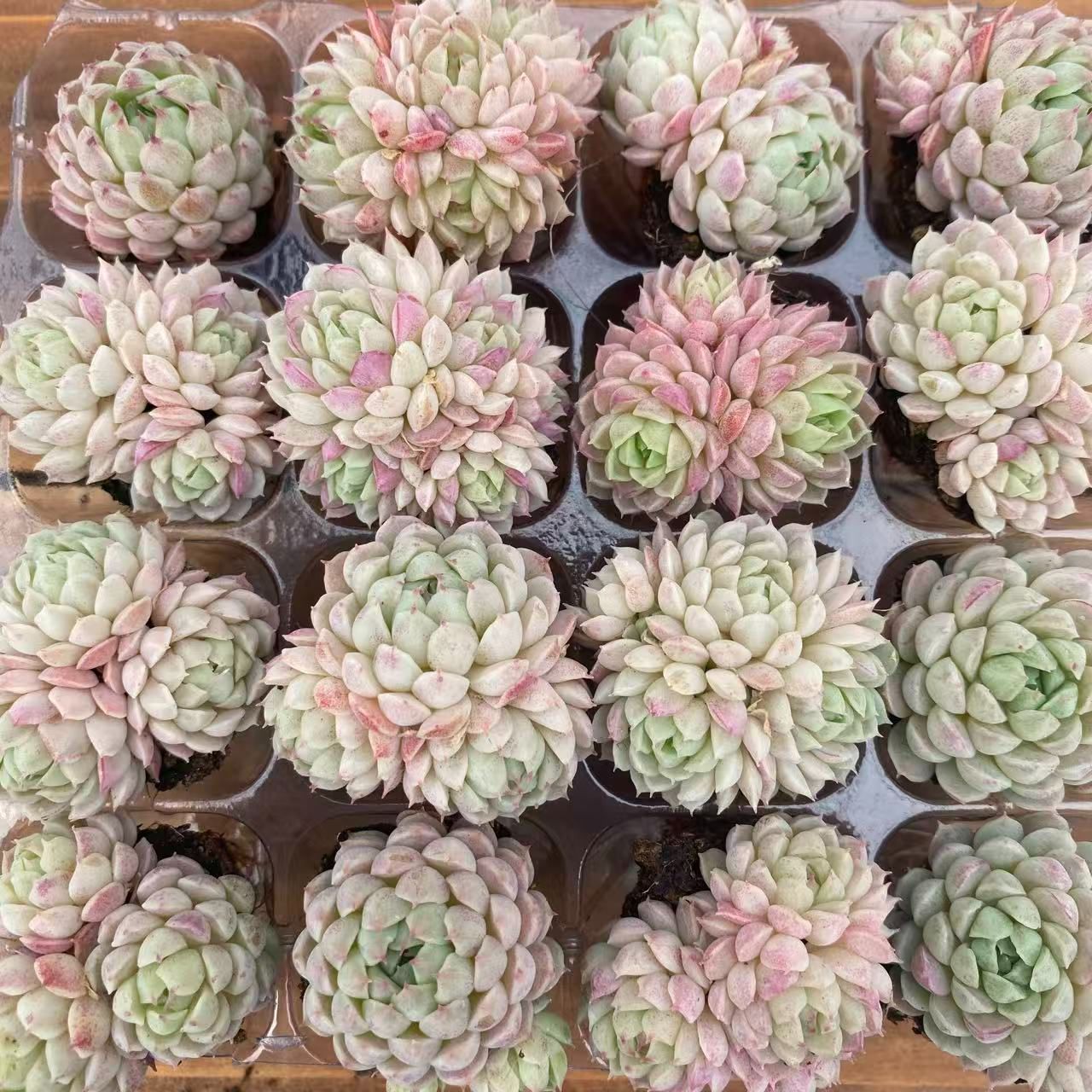 XY328×16苗 ヨウシニシキ 土付き 多肉植物 アエオニウム エケベリア