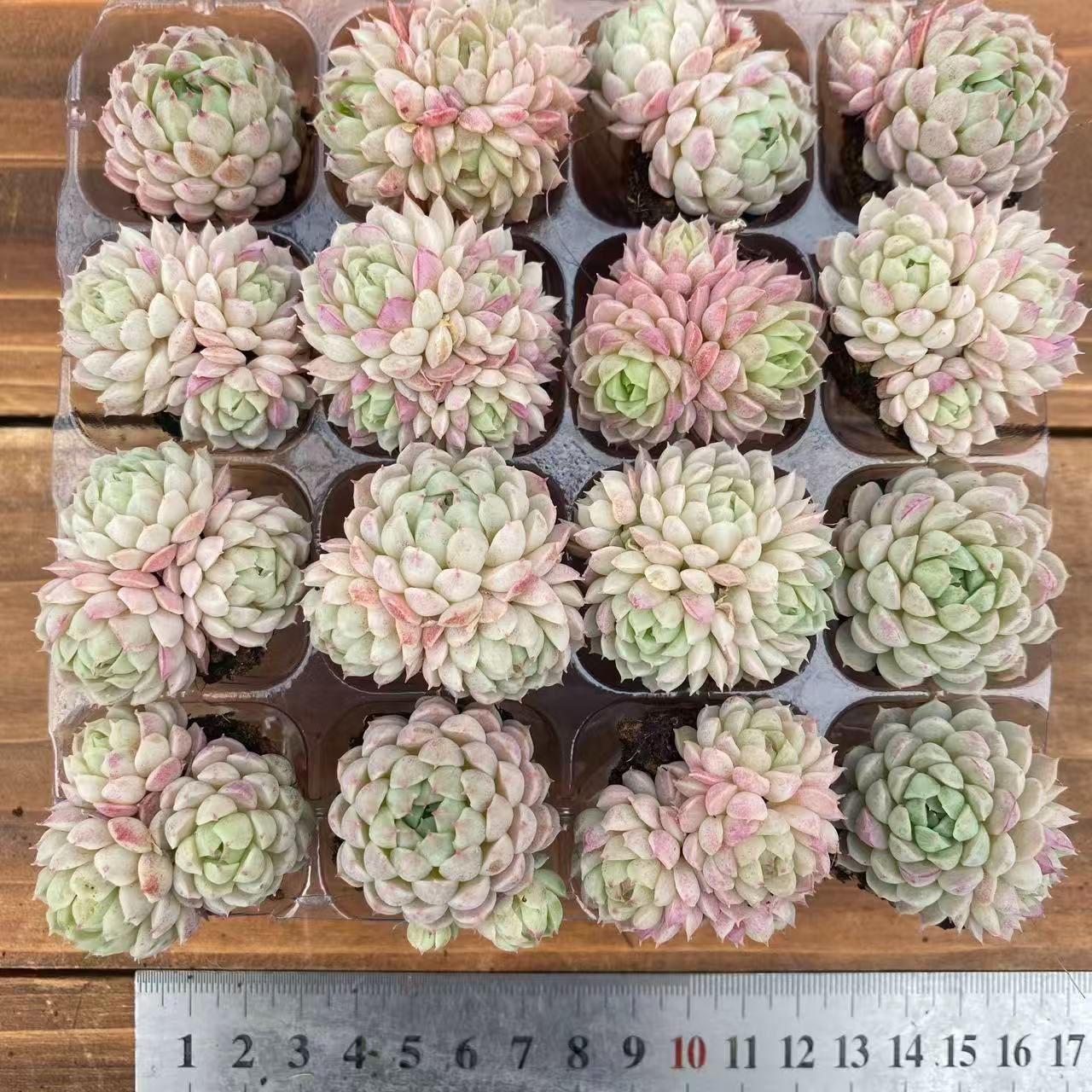 XY328×16苗 ヨウシニシキ 土付き 多肉植物 アエオニウム エケベリア