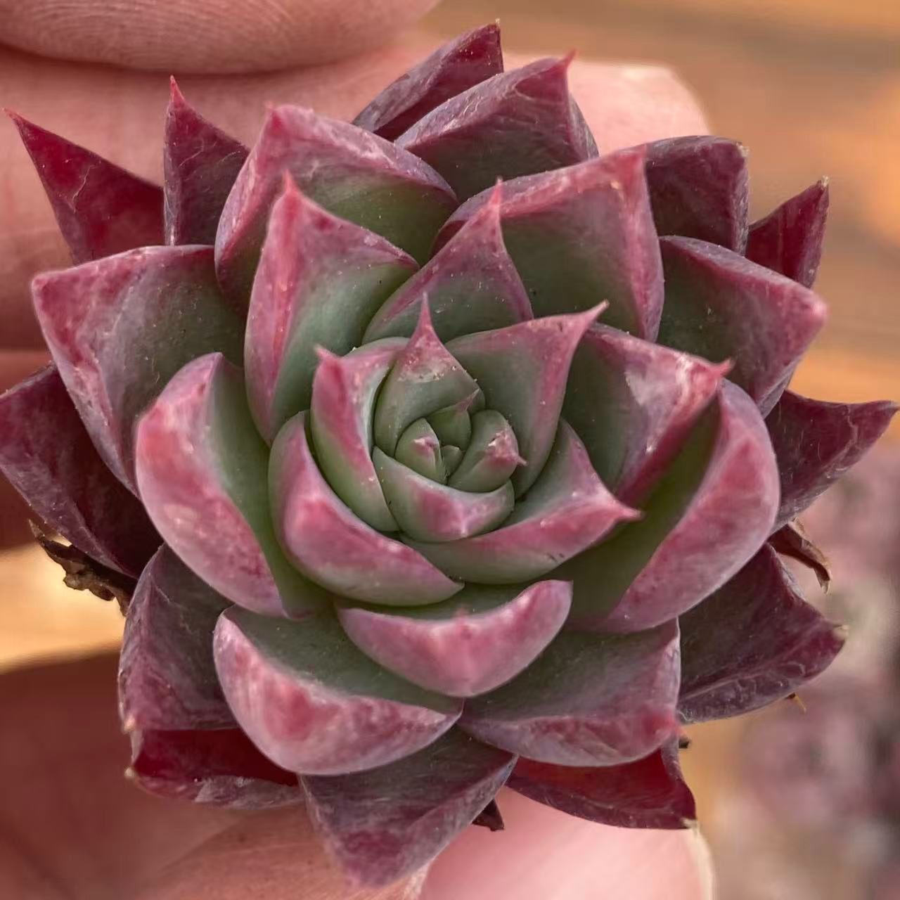 ZA874×12株 ケイコウヒメ 多肉植物 アエオニウム エケベリア カット苗