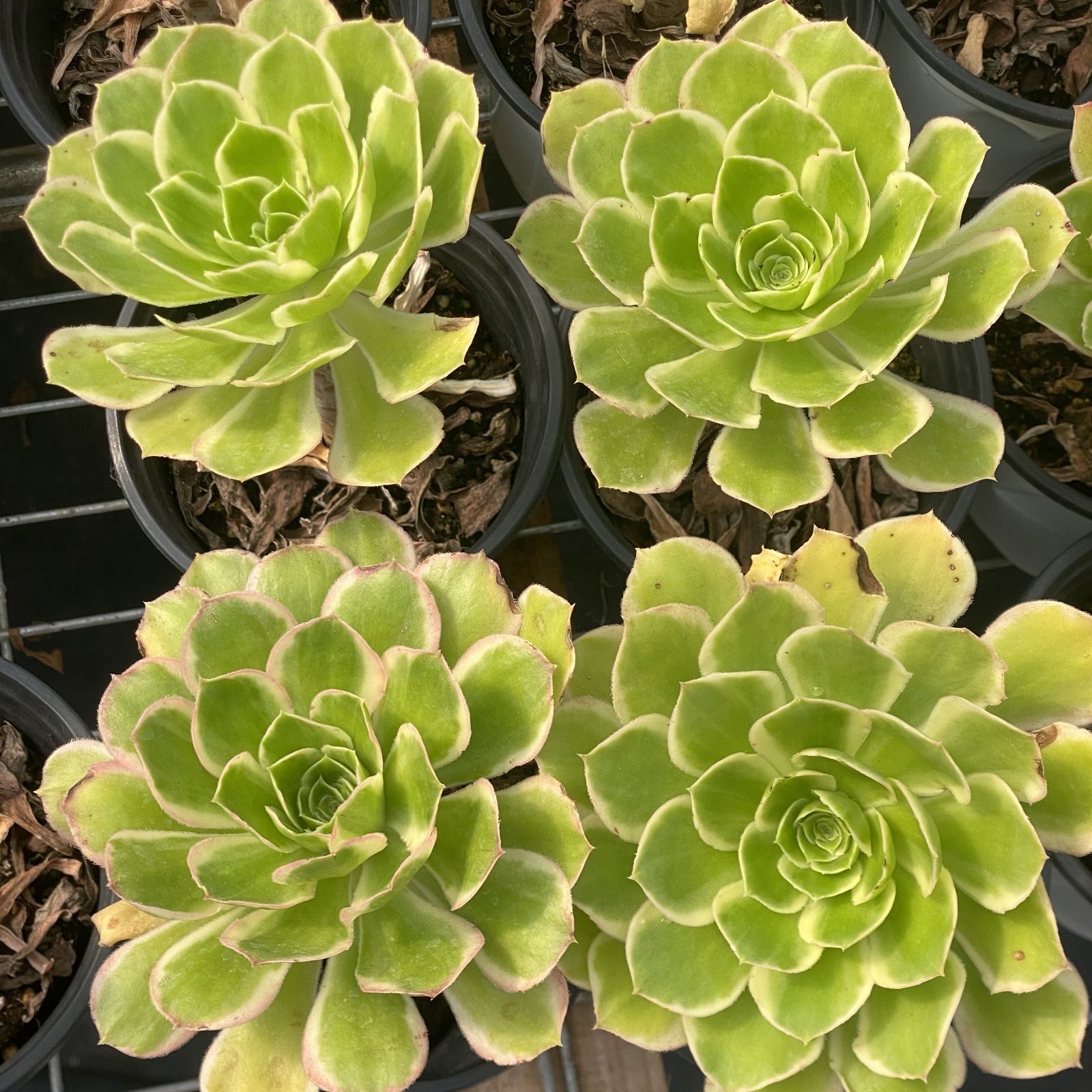 37#多肉植物アエオニウム❤️ バラの木 ❤️16頭19cm 拔き苗 XY399×10株 ダイヨウバラ 抜き苗 多肉植物 アエオニウム エケベリア