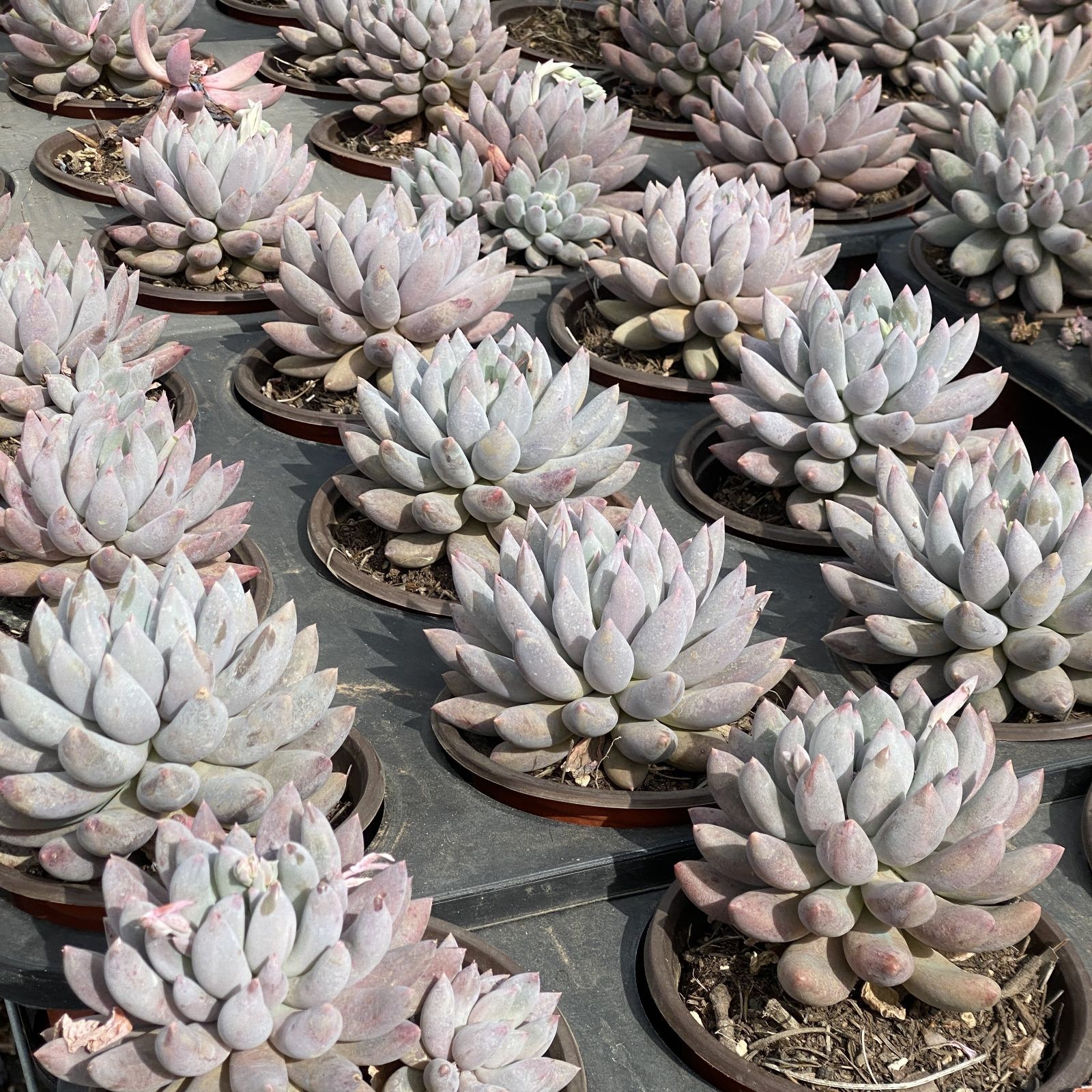AF2762オンスロー54苗多肉植物 エケベリア サボテン 観葉植物 花 園芸