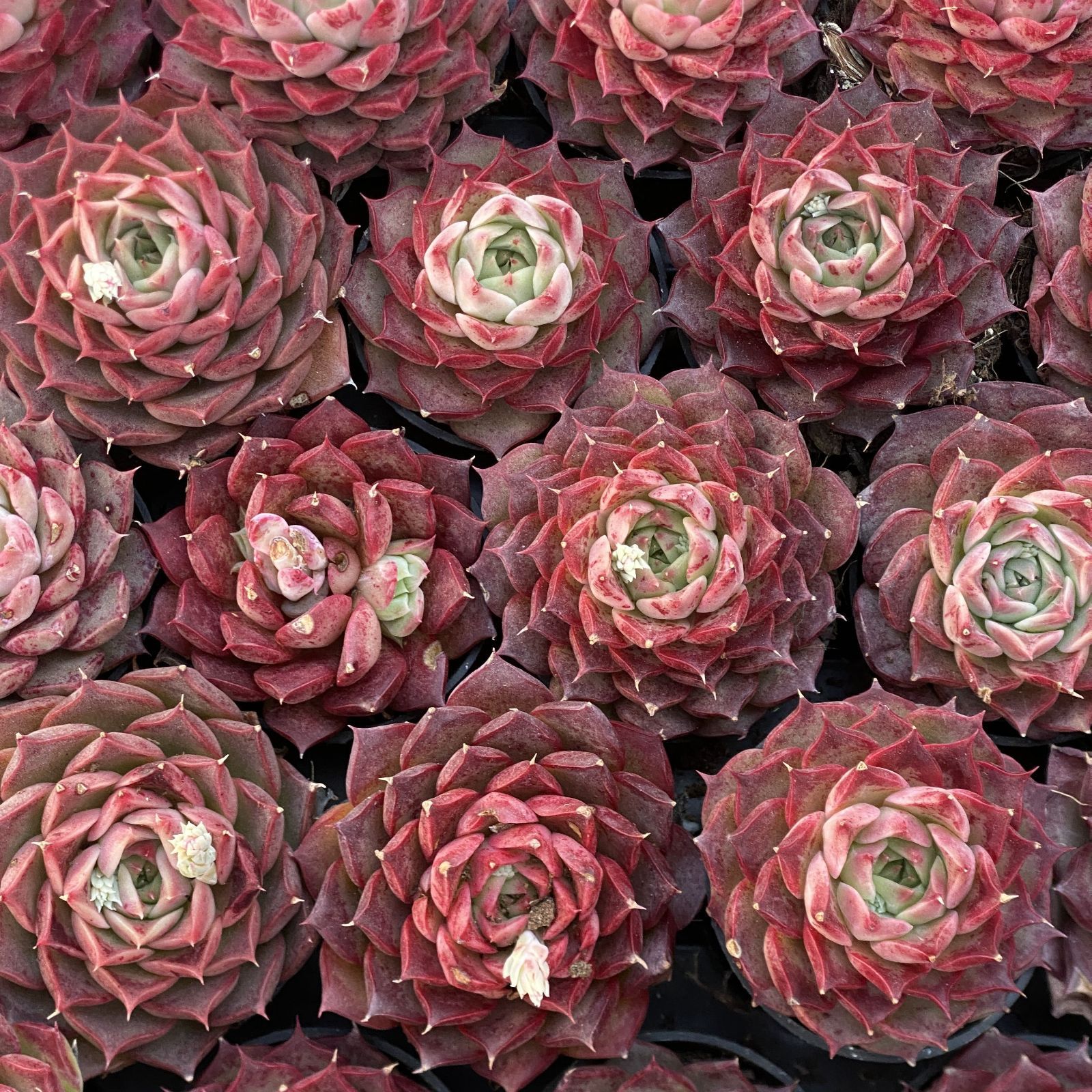 紅花ビット錦／ダウニー錦 多肉植物 エケベリア 美斑入り 新種 抜き苗