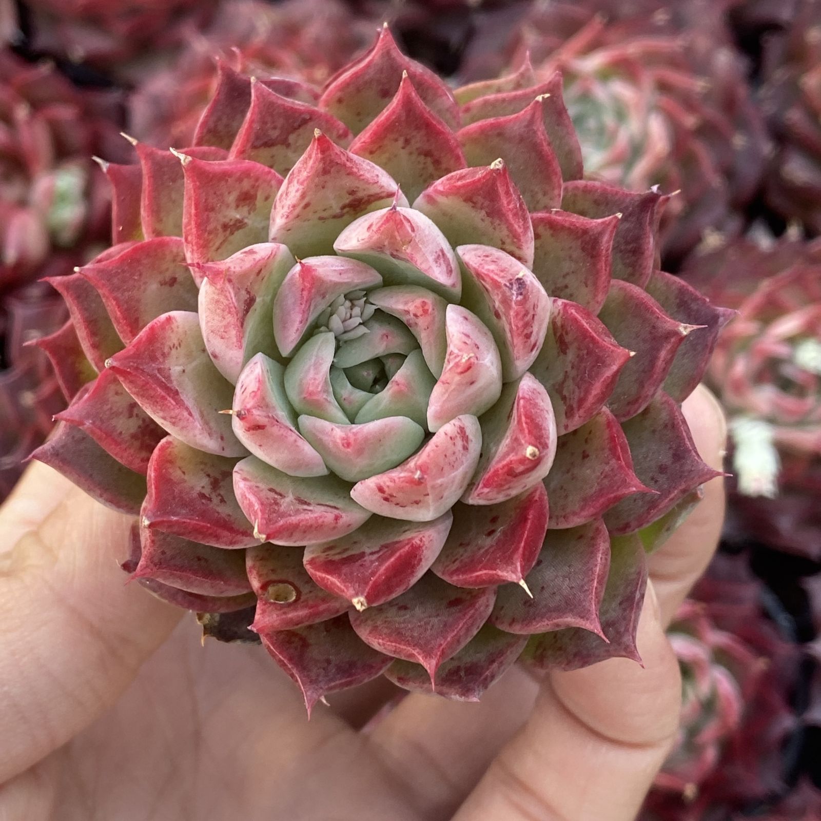 サボテン 観葉植物 エケベリア 多肉植物 カット苗 50株 詰め合わせ