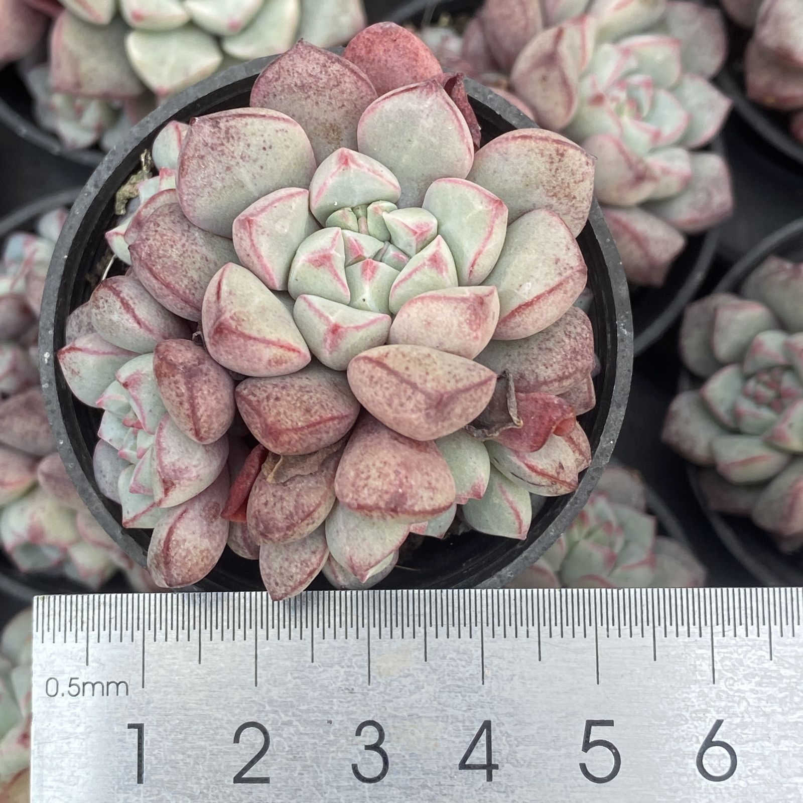 AA1060白月影72苗多肉植物 エケベリア サボテン 観葉植物 花 園芸 レア 