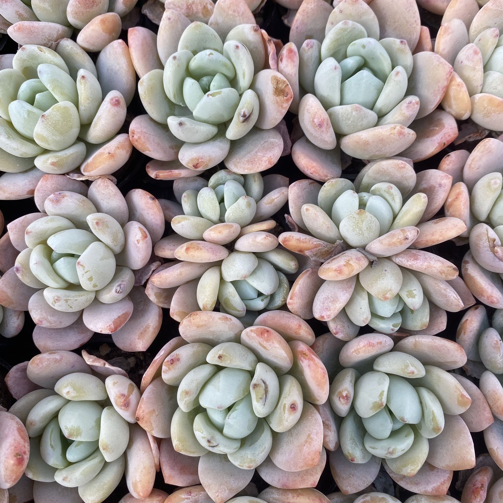 105株 F31-2多肉植物 エケベリアレイコウ サボテン 観葉植物 花