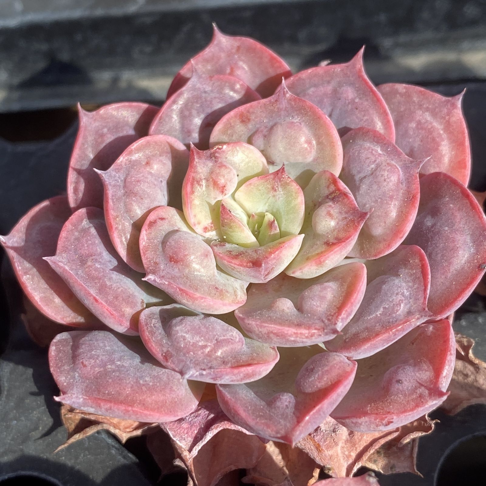 XY247×16苗 ビロード 土付き 多肉植物 アエオニウム エケベリア AD1060