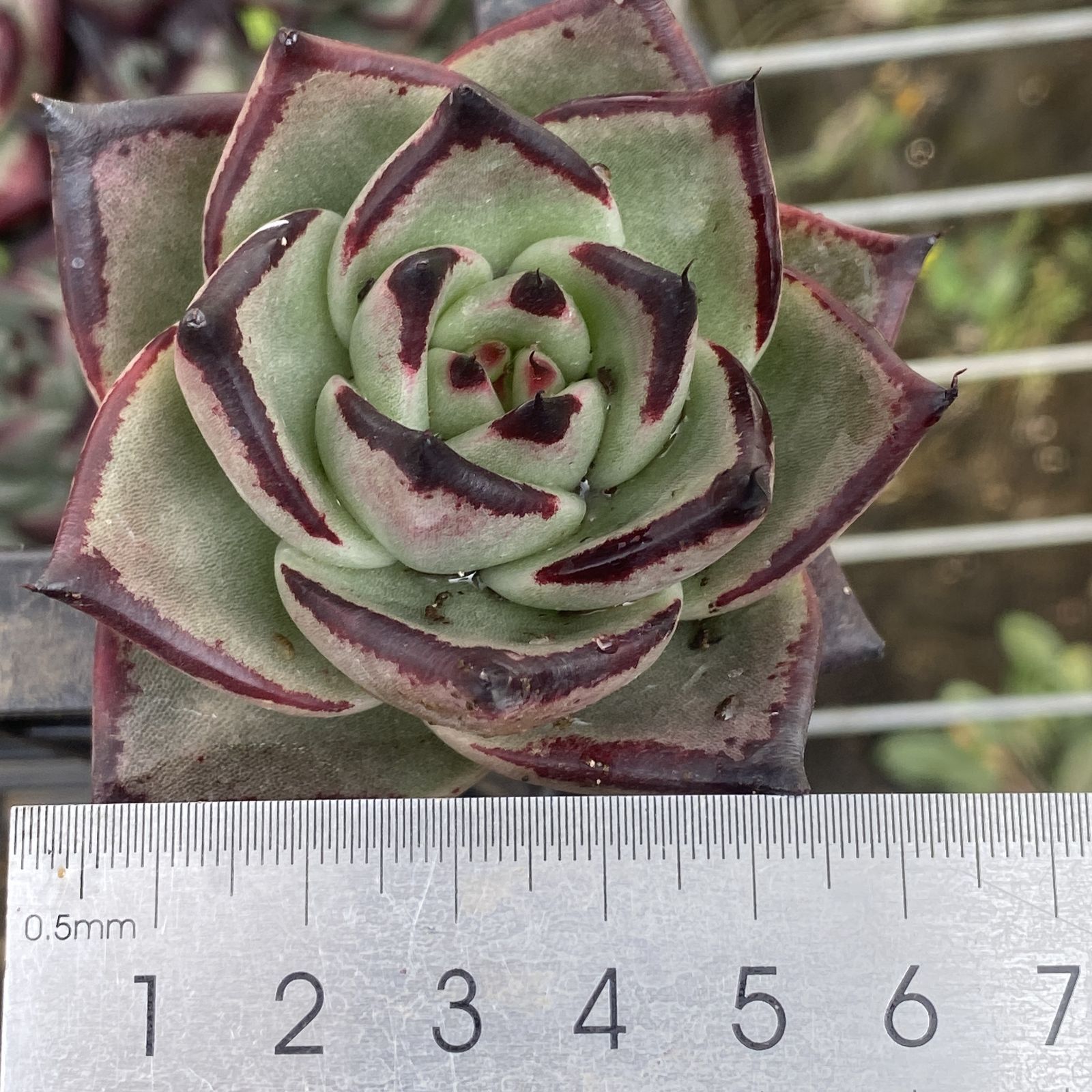 XY319×16苗 ハクゲツエイ 土付き 多肉植物 アエオニウム エケベリア