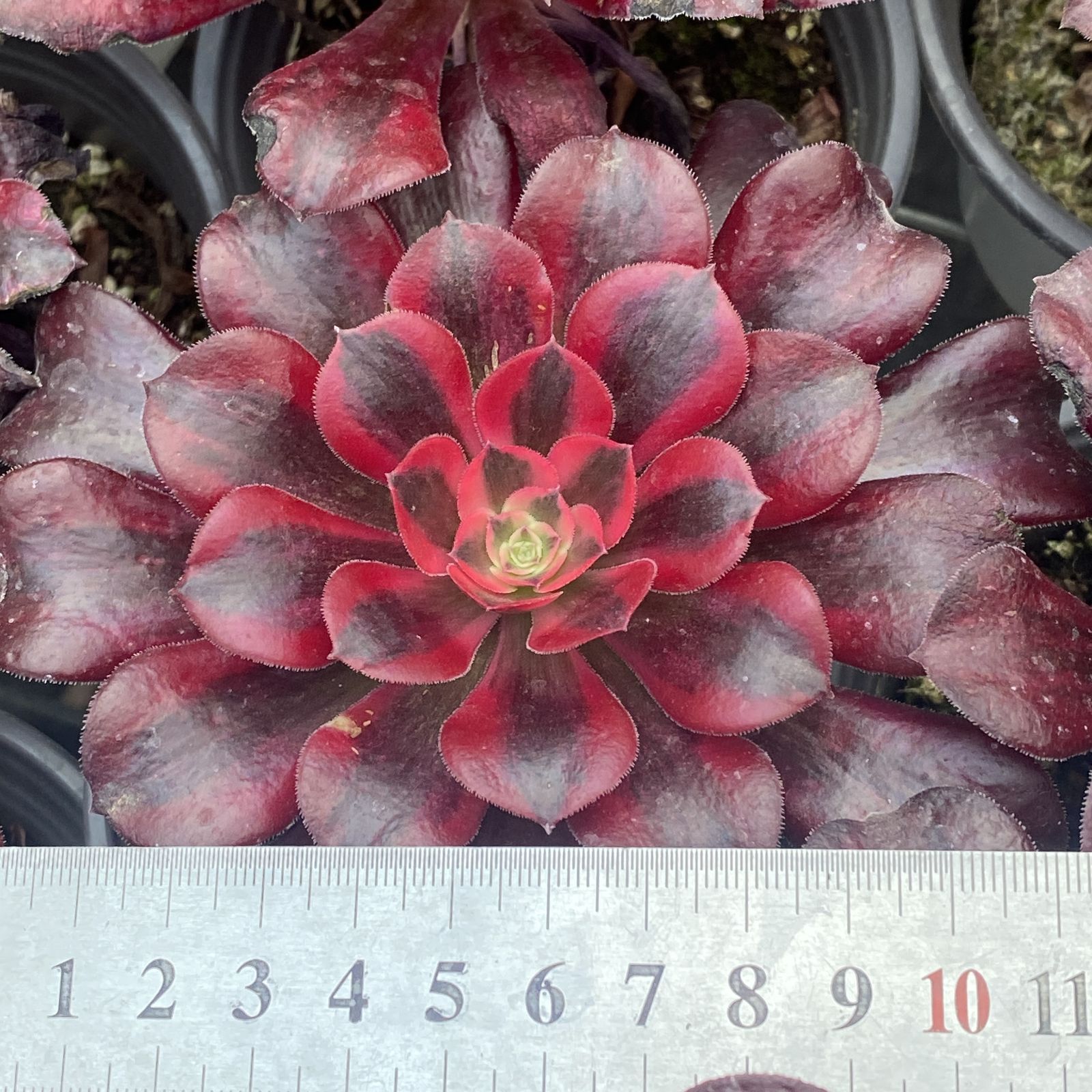 新規オープン記念 メデゥーサ×24株 多肉植物 エケベリア セダム