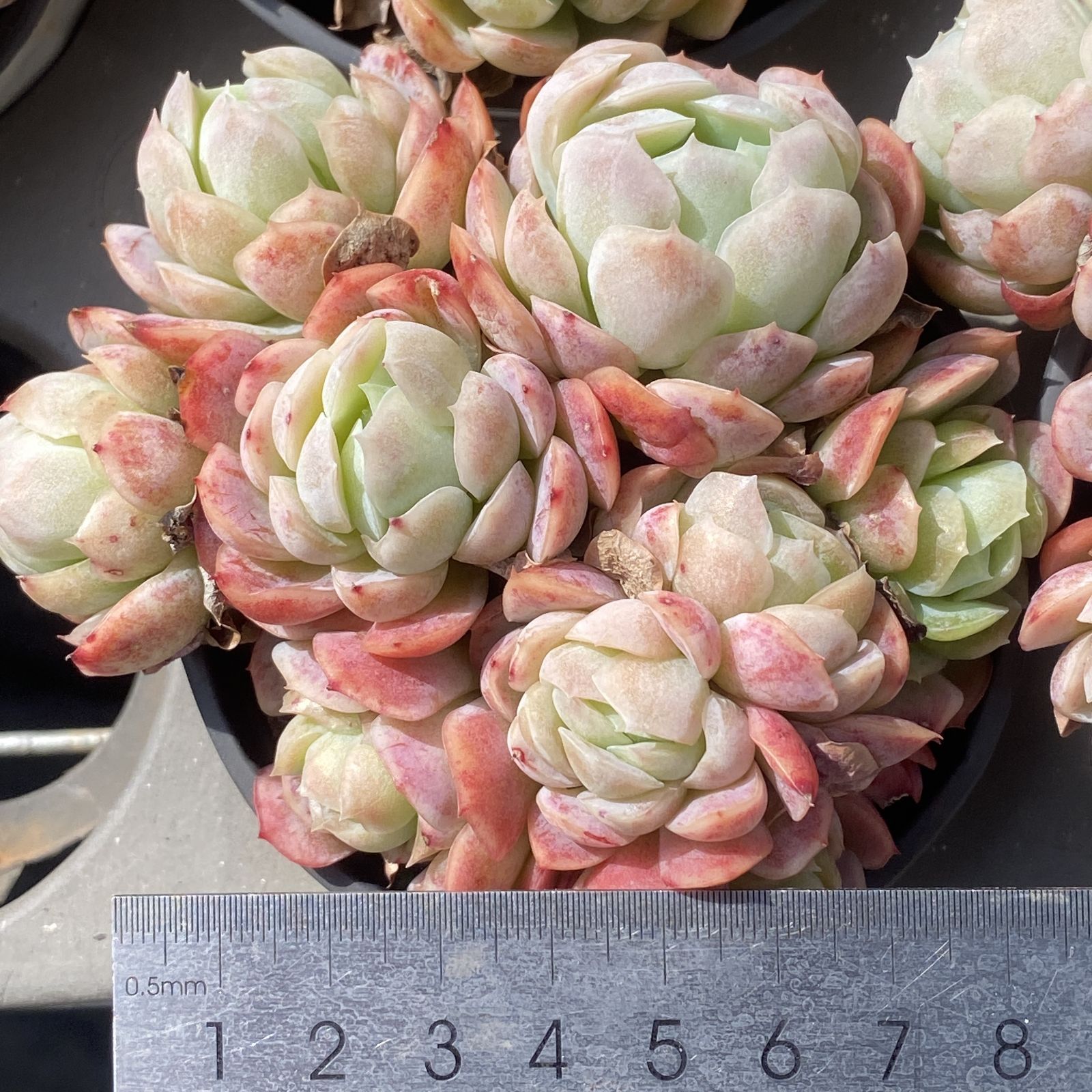 ○多肉植物 AB1077トスカーナ50苗多肉植物 エケベリア サボテン 観葉