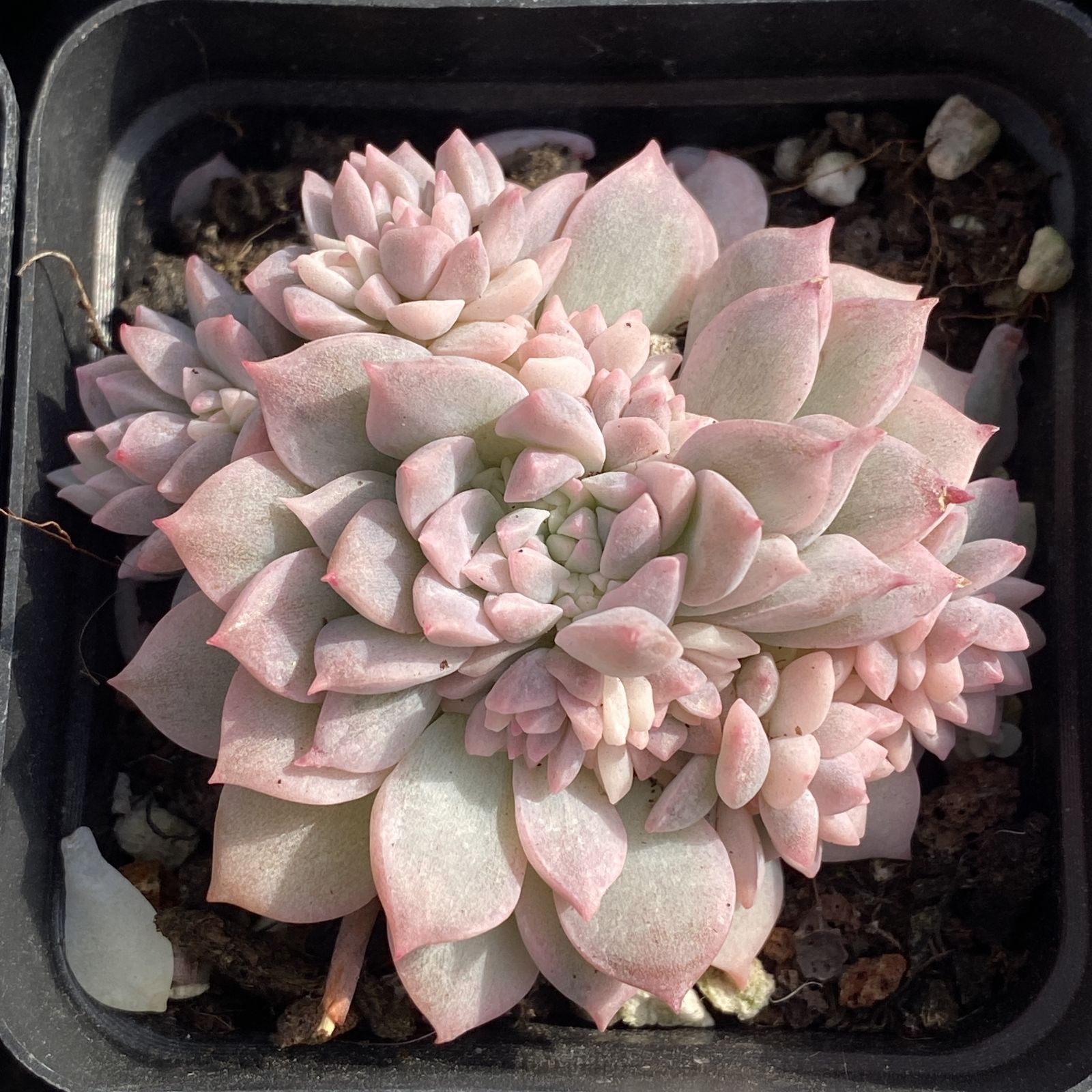 WBLHF2391×18株 ピンクグビジン 多肉植物 アエオニウム エケベリア