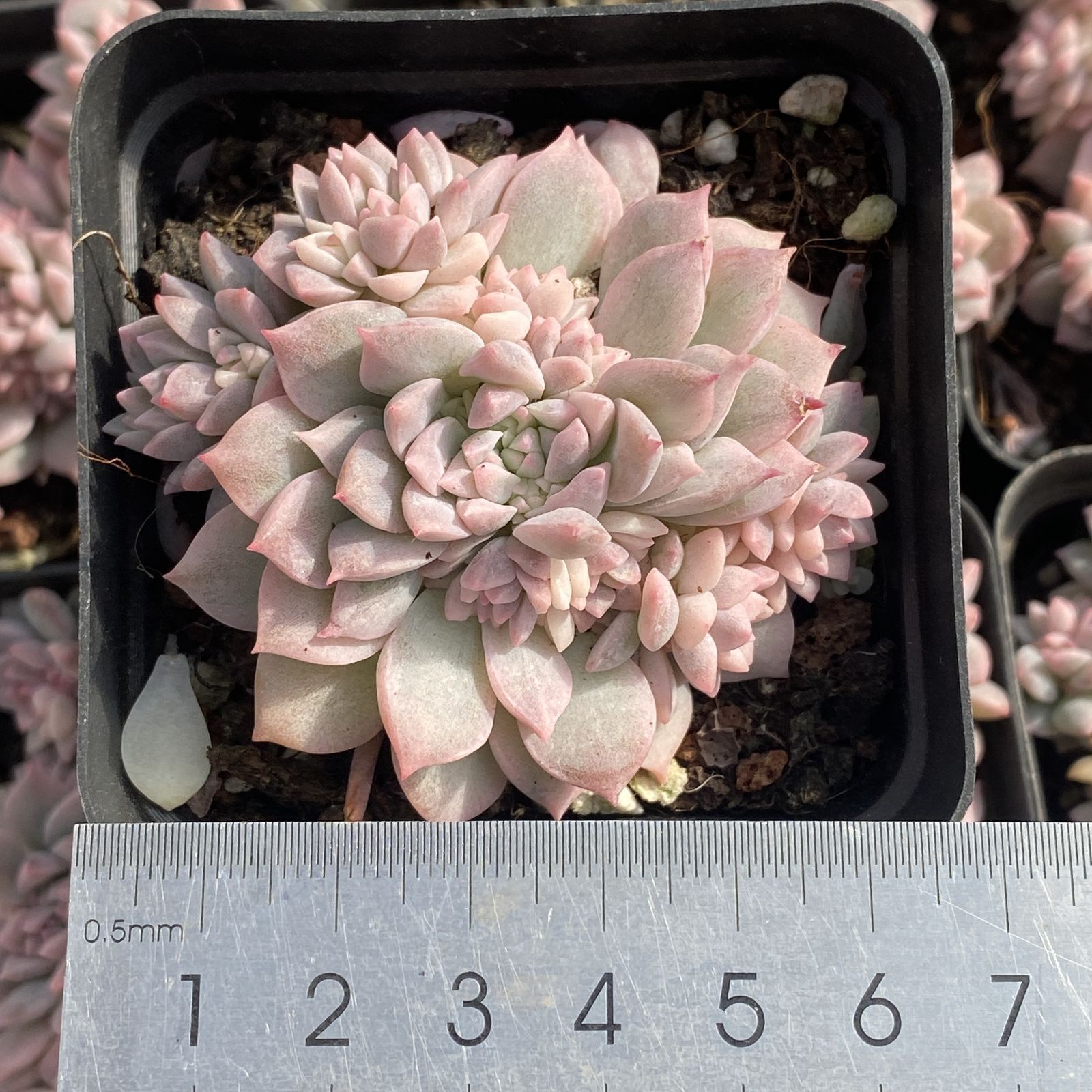 XY319×16苗 ハクゲツエイ 土付き 多肉植物 アエオニウム エケベリア