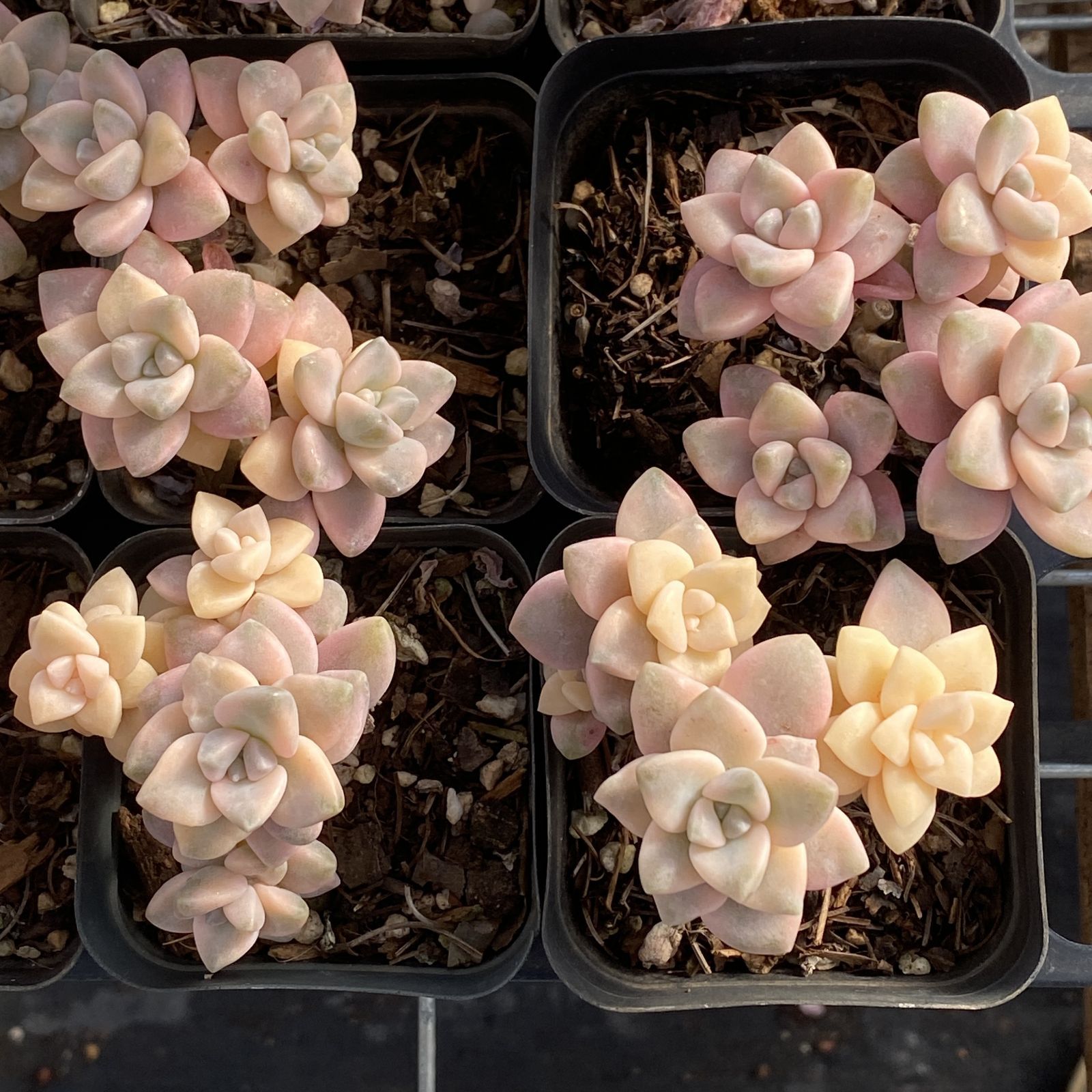 XY262×16苗 トスカンスタイル 土付き 多肉植物 アエオニウム