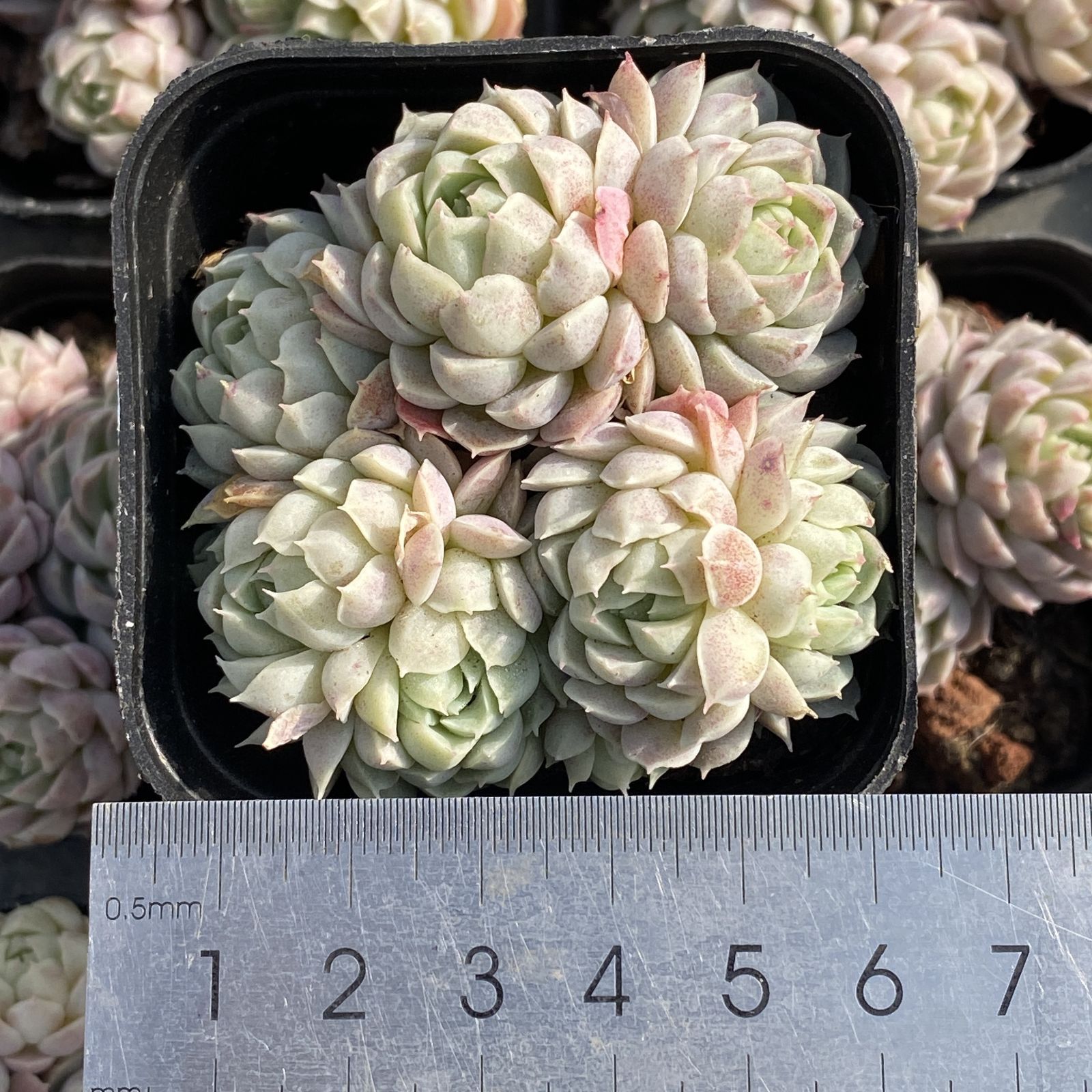 XY553×10株 ヨウシキュウ 抜き苗 多肉植物 アエオニウム エケベリア