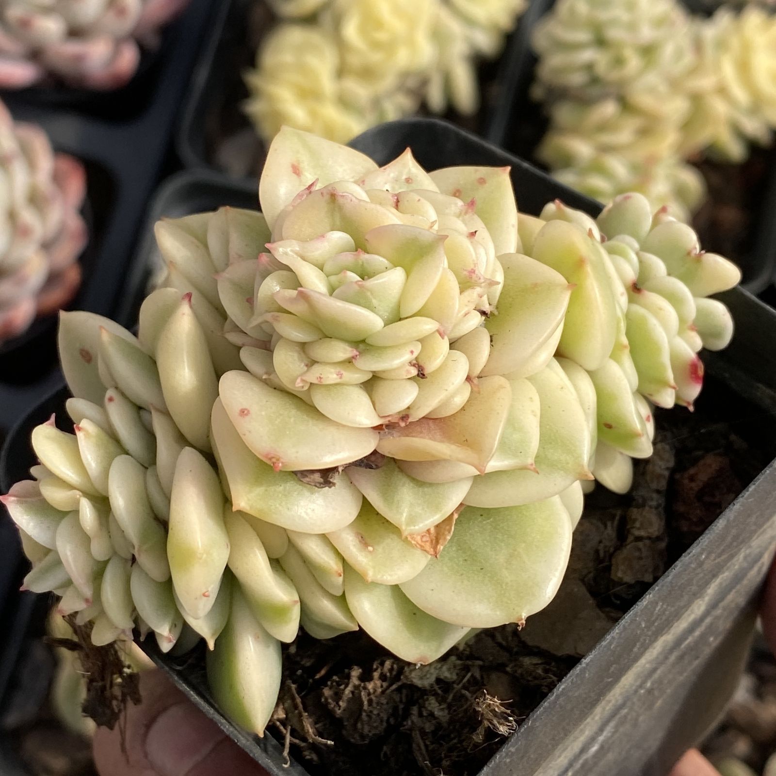 新規オープン記念 白鳳（はくほう）×50株 多肉植物 抜き苗 エケベリア