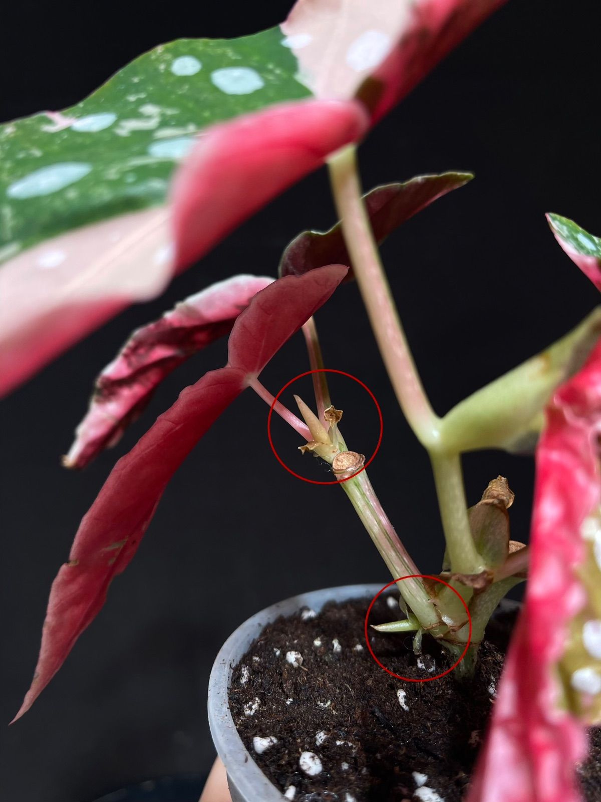 ベゴニア マクラータ 斑入り Begonia Maculata Pink Variegated - メルカリ