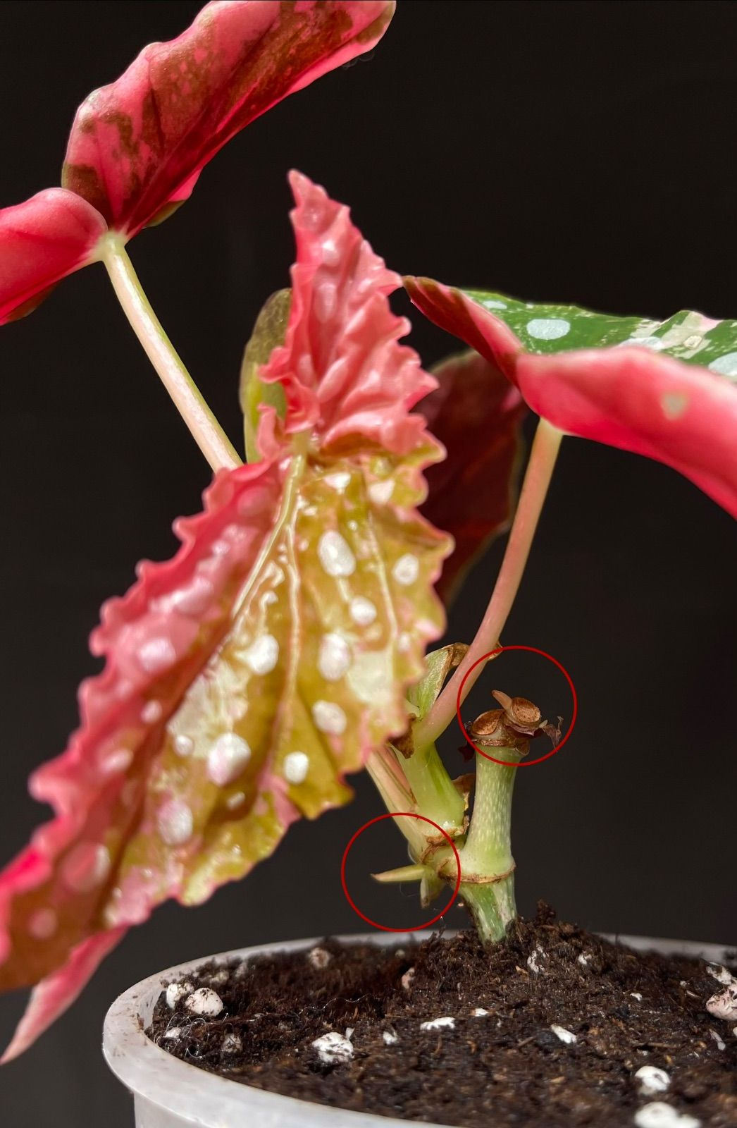 ベゴニア マクラータ 斑入り Begonia Maculata Pink Variegated - メルカリ