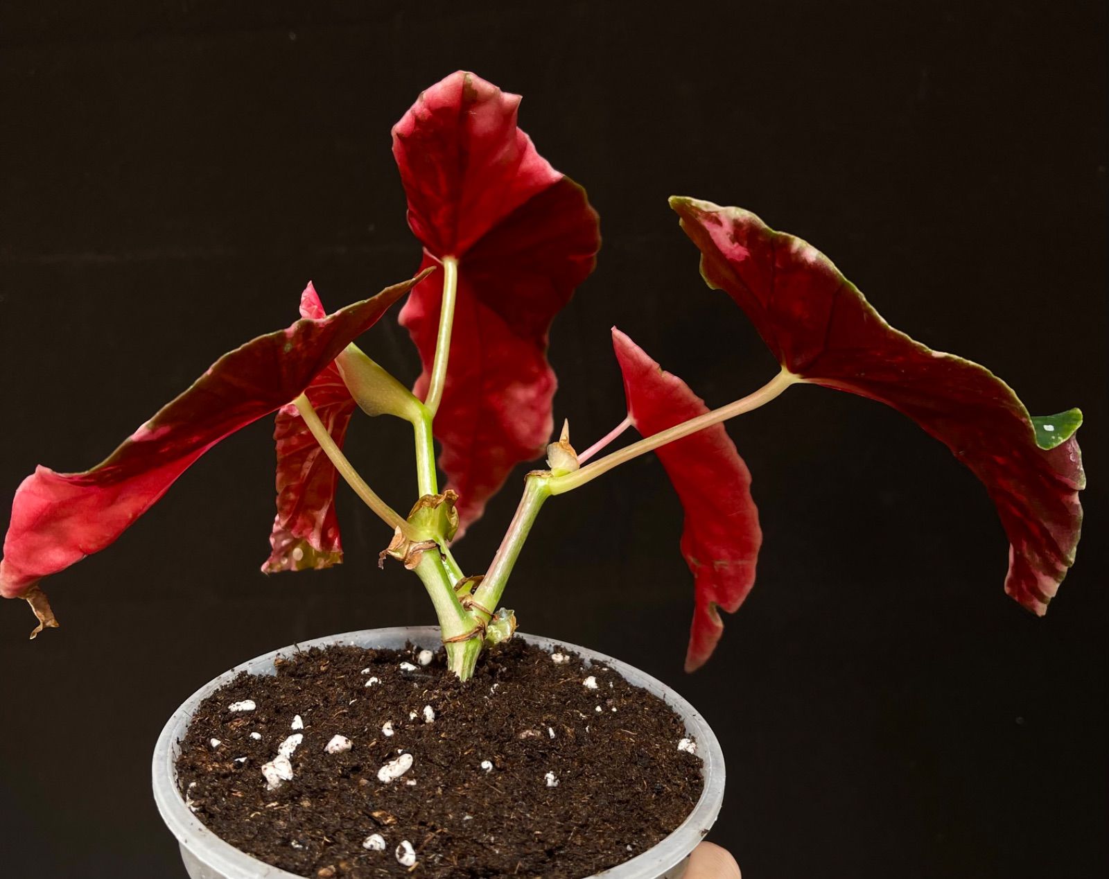 ベゴニア マクラータ 斑入り Begonia Maculata Pink Variegated - メルカリ