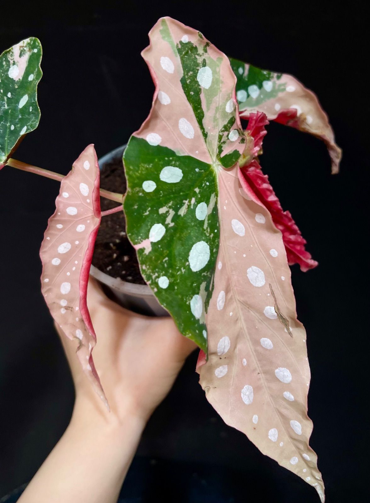 ベゴニア マクラータ 斑入り Begonia Maculata Pink Variegated - メルカリ