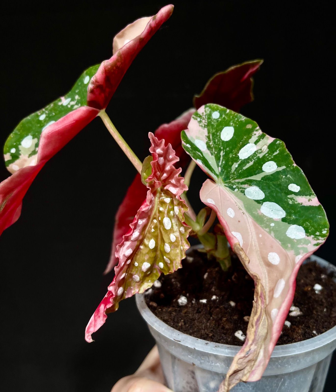 ベゴニア マクラータ 斑入り Begonia Maculata Pink Variegated - メルカリ