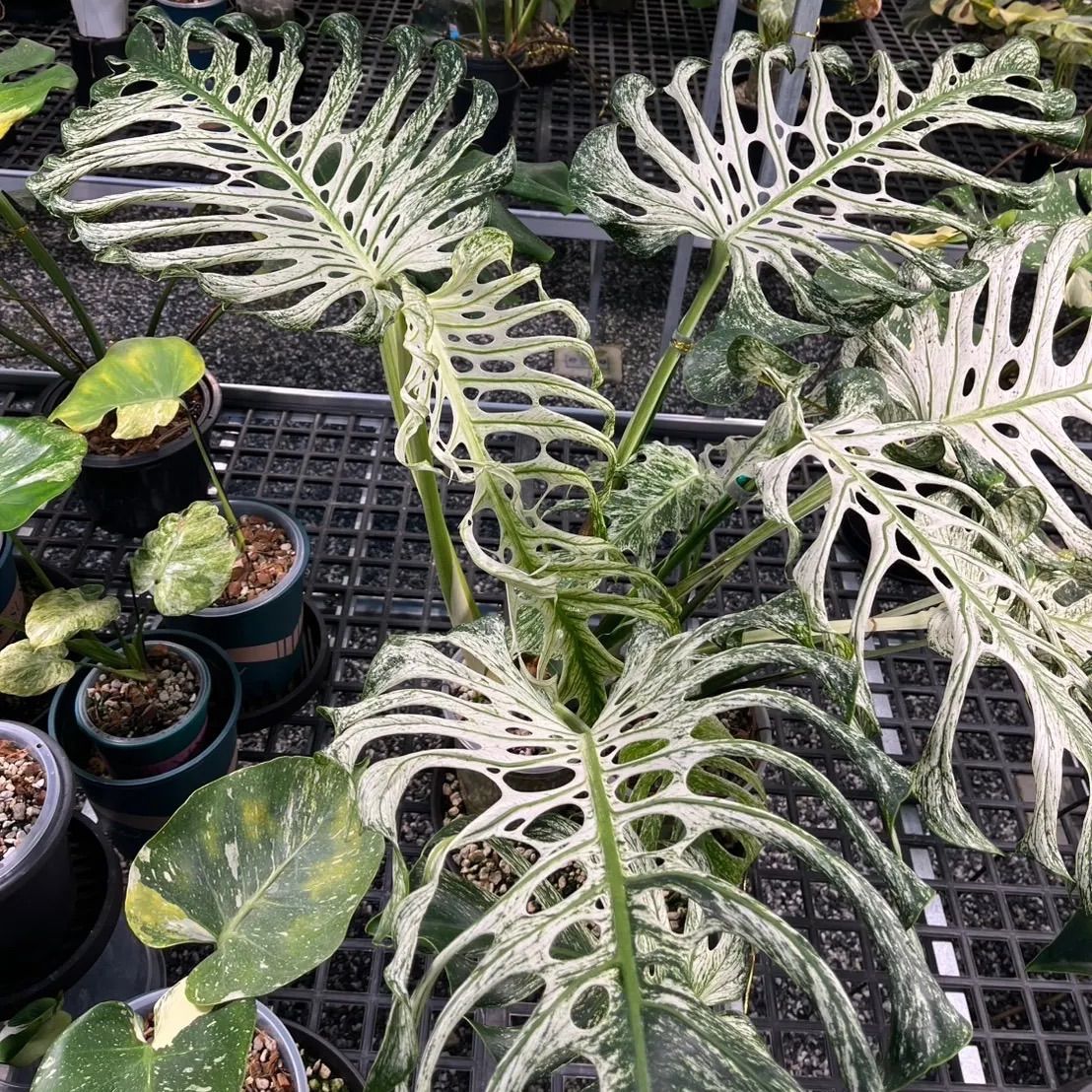 希少株】Monstera Devil Monster モンステラデリシオーサ デビル