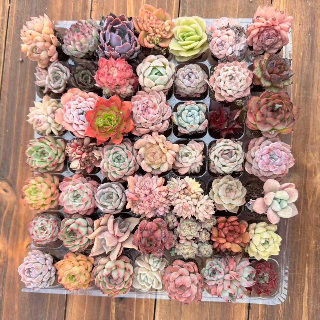 ZP49 49苗セット 第四種郵便にて発送 韓国苗 多肉植物 土根付き ZP49 49苗セット 第四種郵便にて発送 韓国苗 多肉植物 土根付き