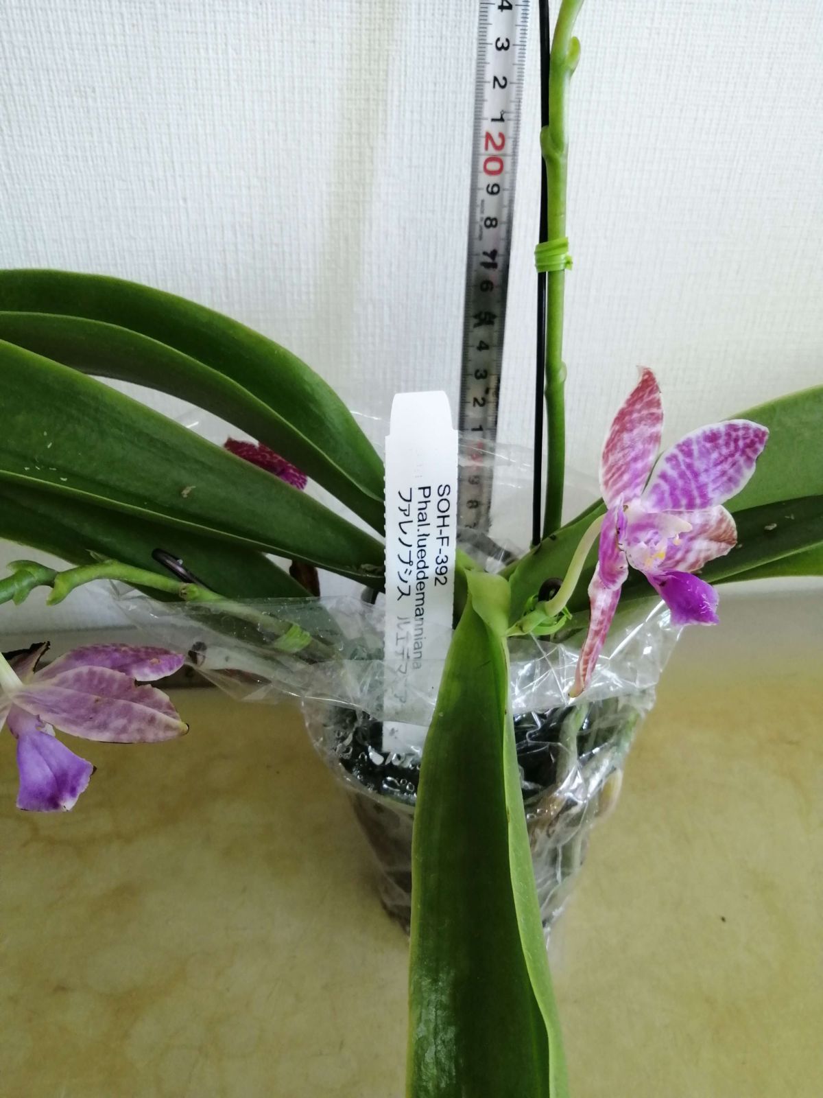 Phal. 洋蘭 原種 胡蝶蘭 - 公式通販 schilleriana 濃色 sib洋 (2) You